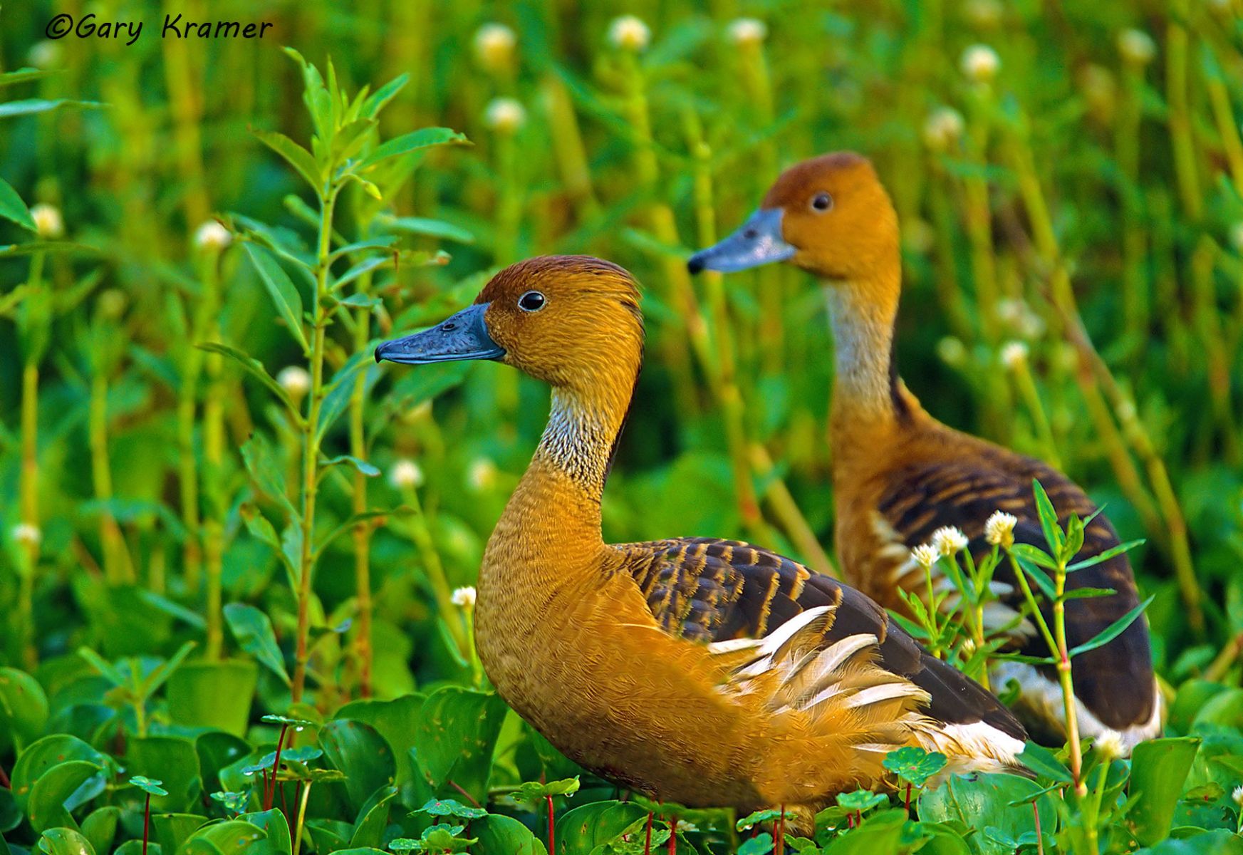 Fulvous Whistling Duck (Dendrocygna bicolor) - NBWF#109