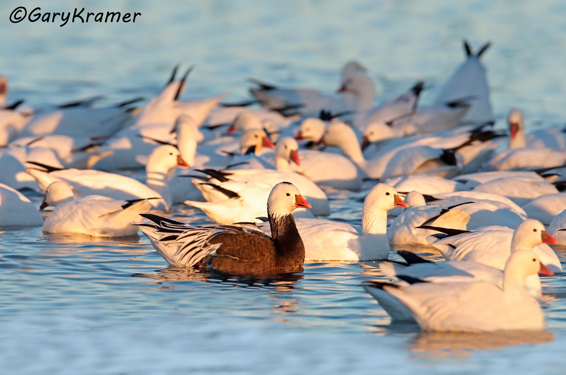 Ross's Goose (Anser rossii) - NBWRg#1017d