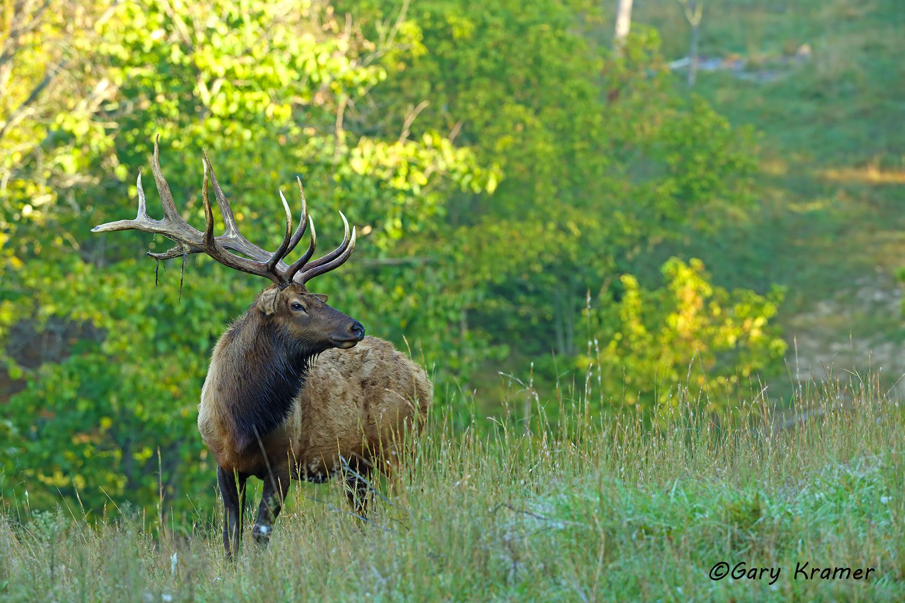 Rocky Mountain Elk (Cervus elaphus nelsoni) - NMERm#2130d