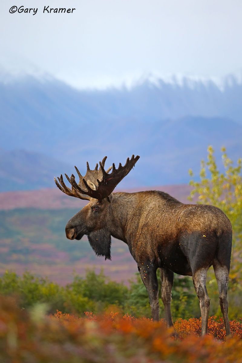 Moose (Alces alces) by GaryKramer.net, 530-934-3873, gkramer@cwo.com Moose (Alces alces) - NMM#408d