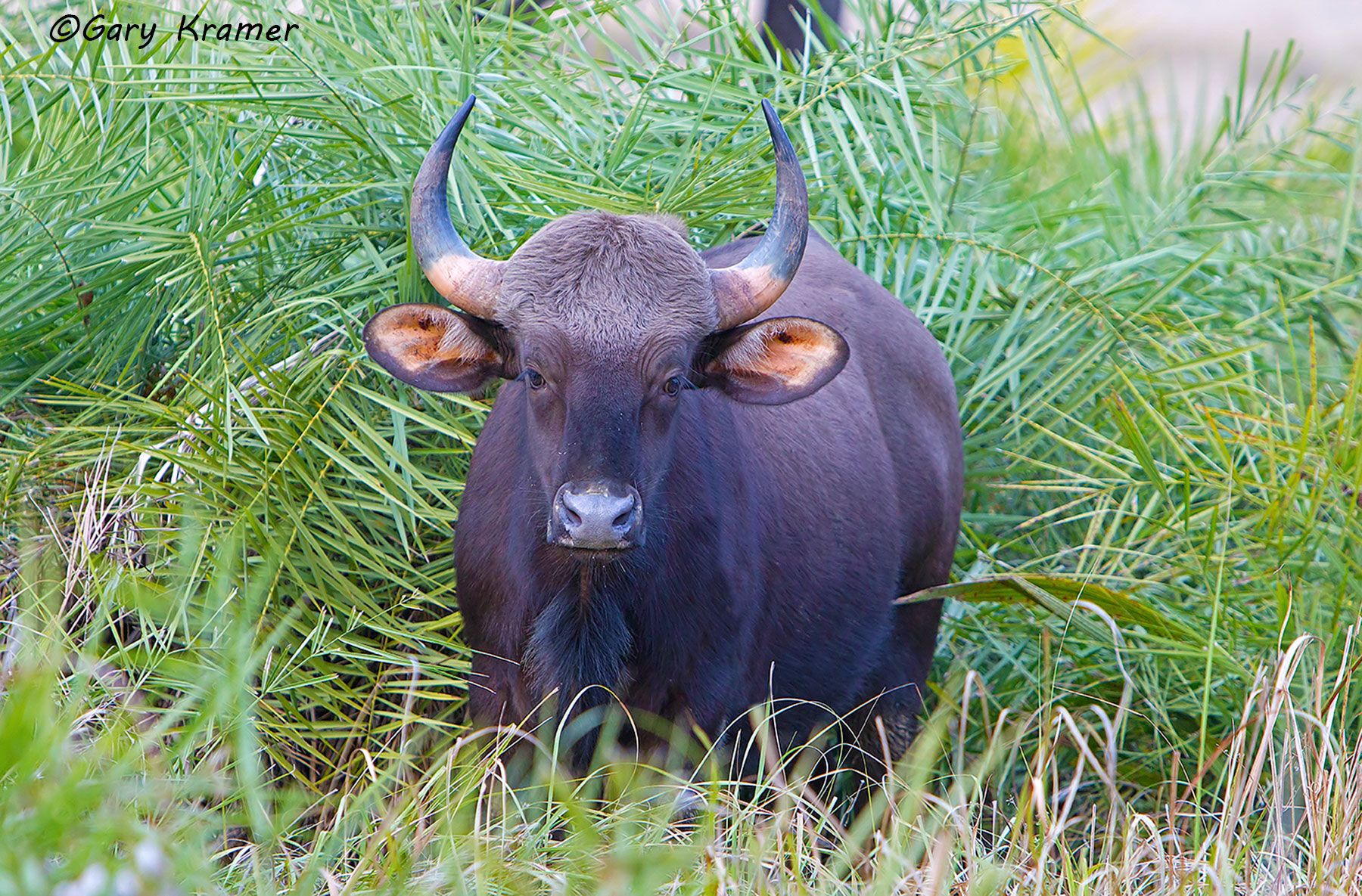 Indian Bison (Gaur) (Bos gaurus) Indian Bison (Gaur) (Bos gaurus) - IMBi#019d