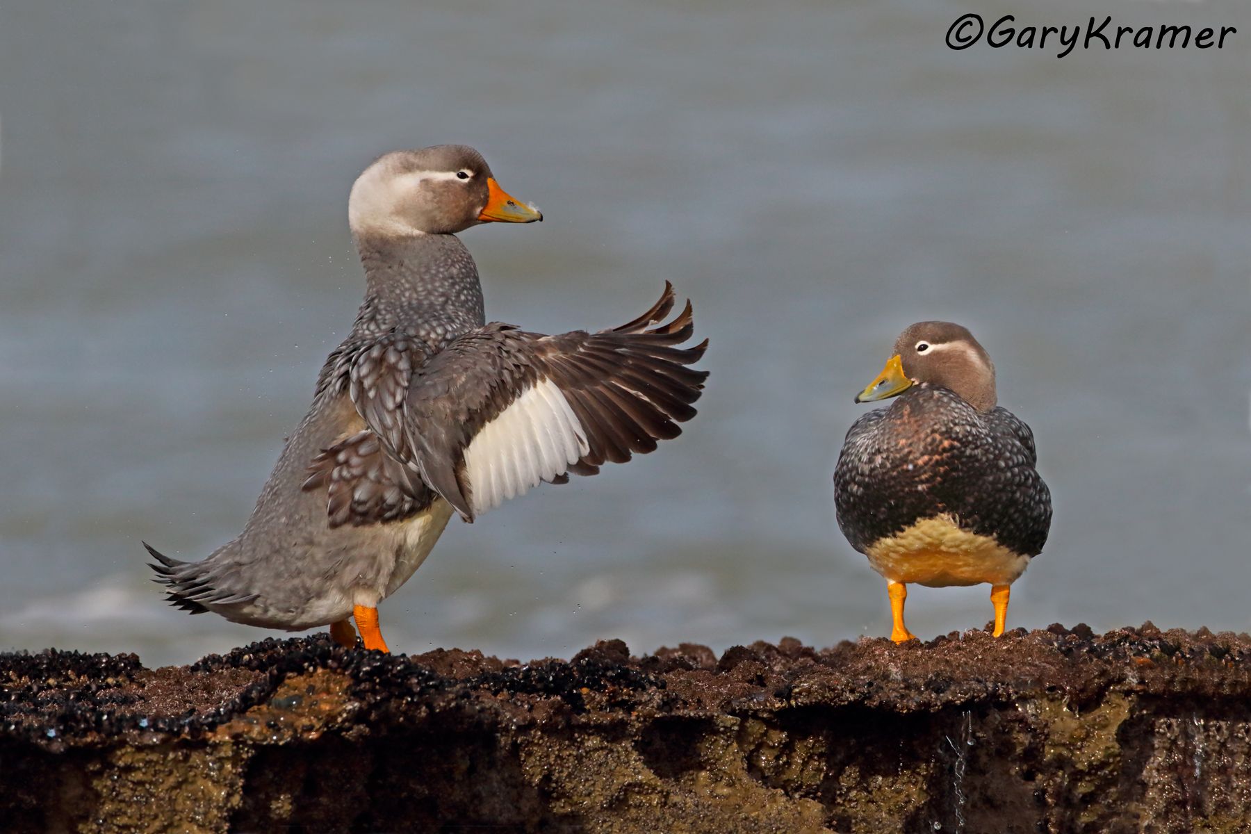 Chubut Steamer Duck (Tachyeres leucocephalus) - SBWSct#177d(2) (Argentina)