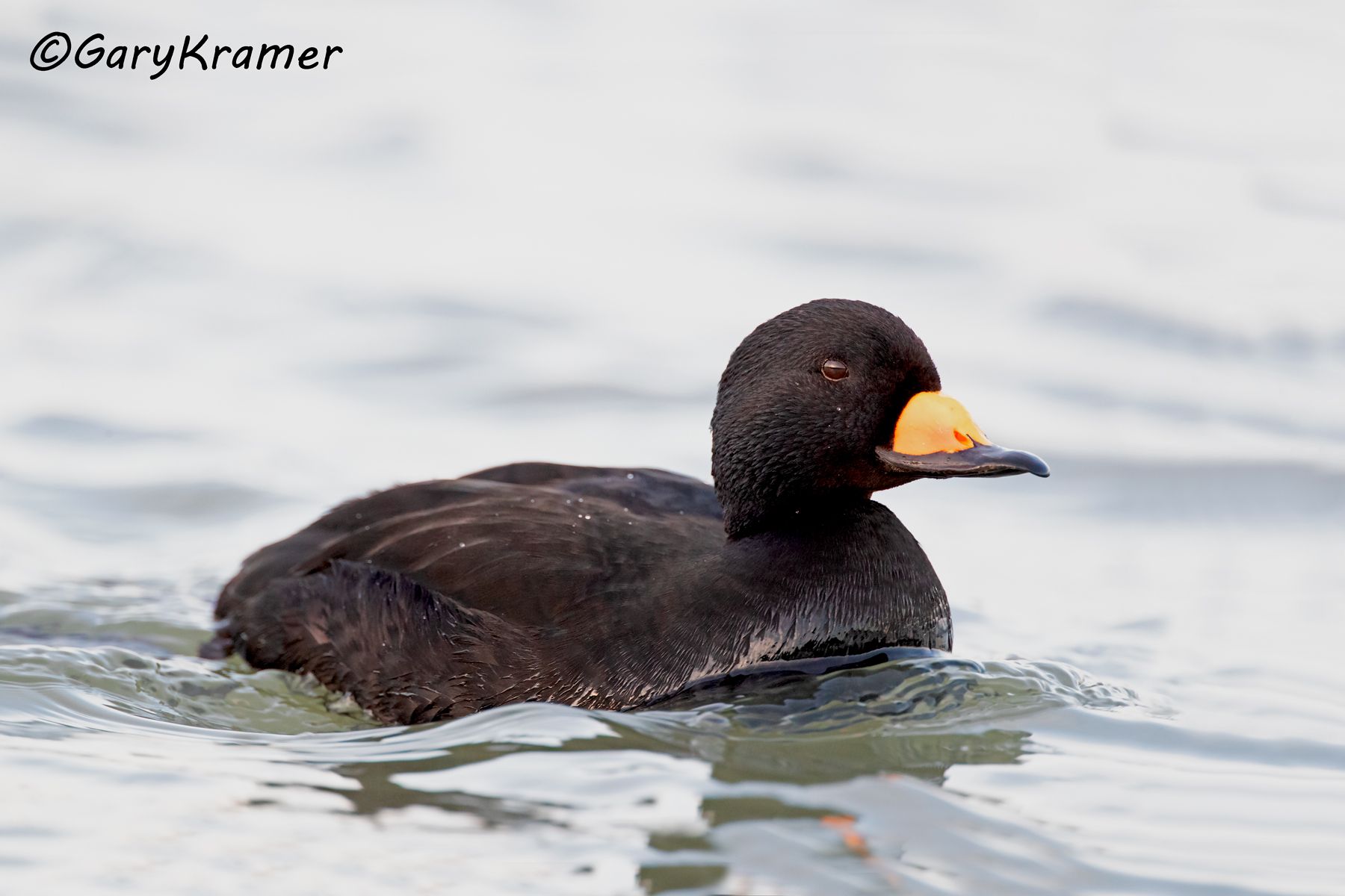 Black Scoter (Melanitta nigra) - NBWSb#241d