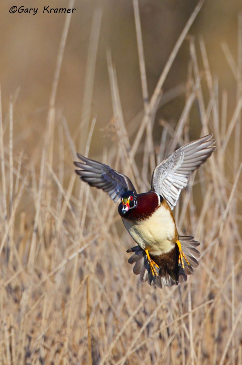 Wood Duck (Aix sponsa) - NBWWd#1055d(2)