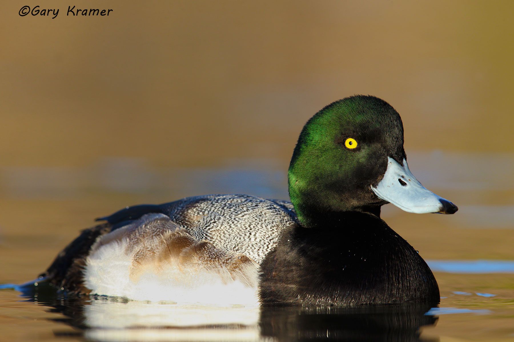 Greater Scaup (Aythya marila) - NBWSga#1175d