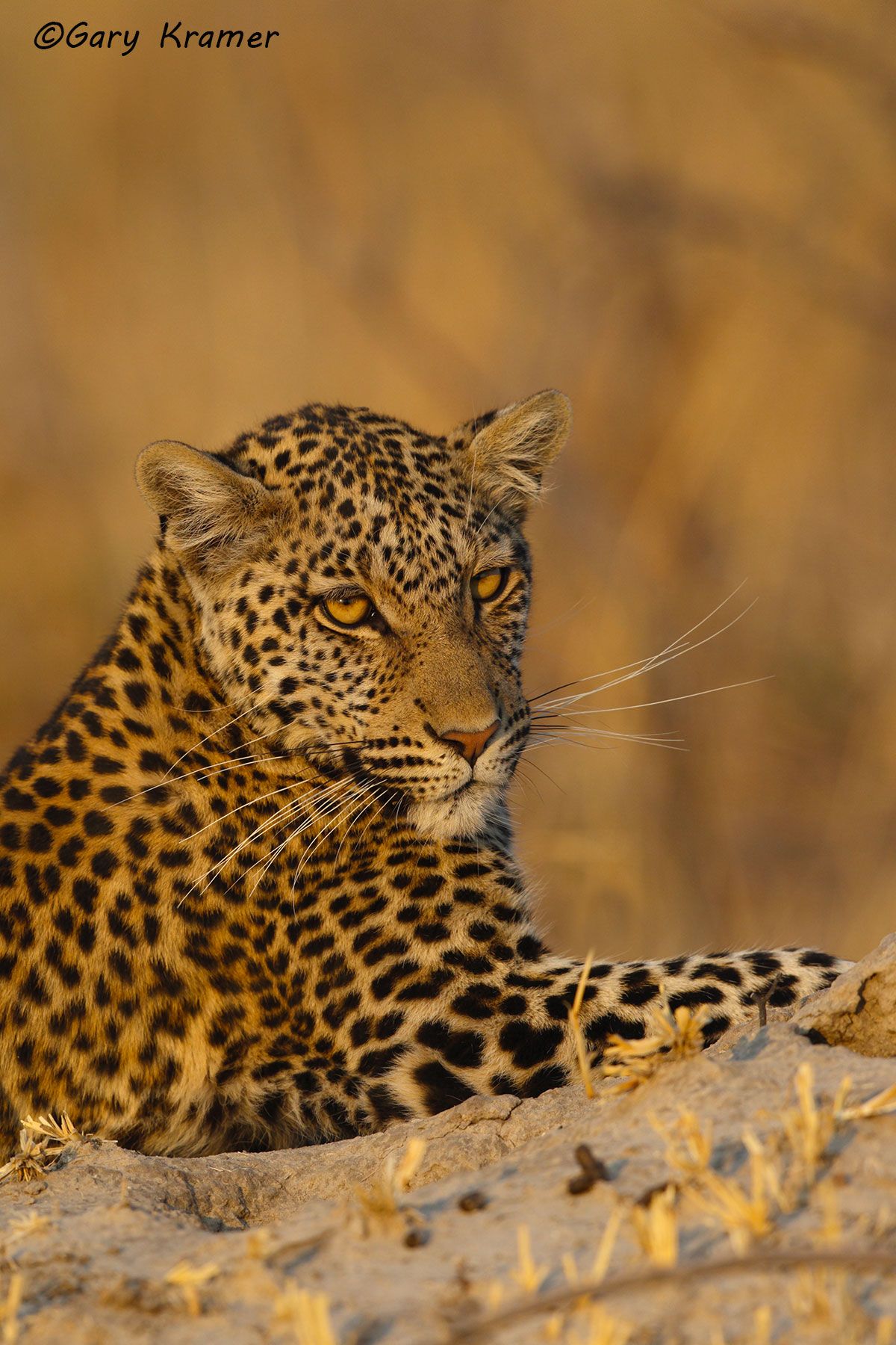 Leopard (Panthera pardus) Leopard (Panthera pardus) - AMPL#391d