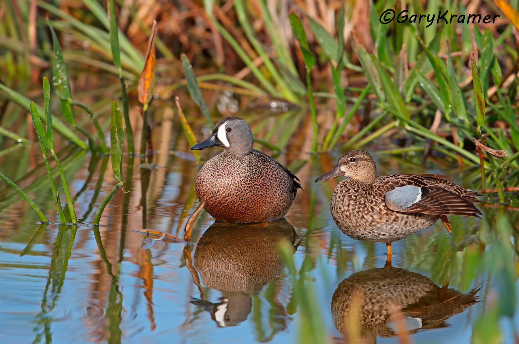 Blue-winged Teal (Spatula discors)  Blue-winged Teal (Spatula discors) - NBWTb#1177d(2)
