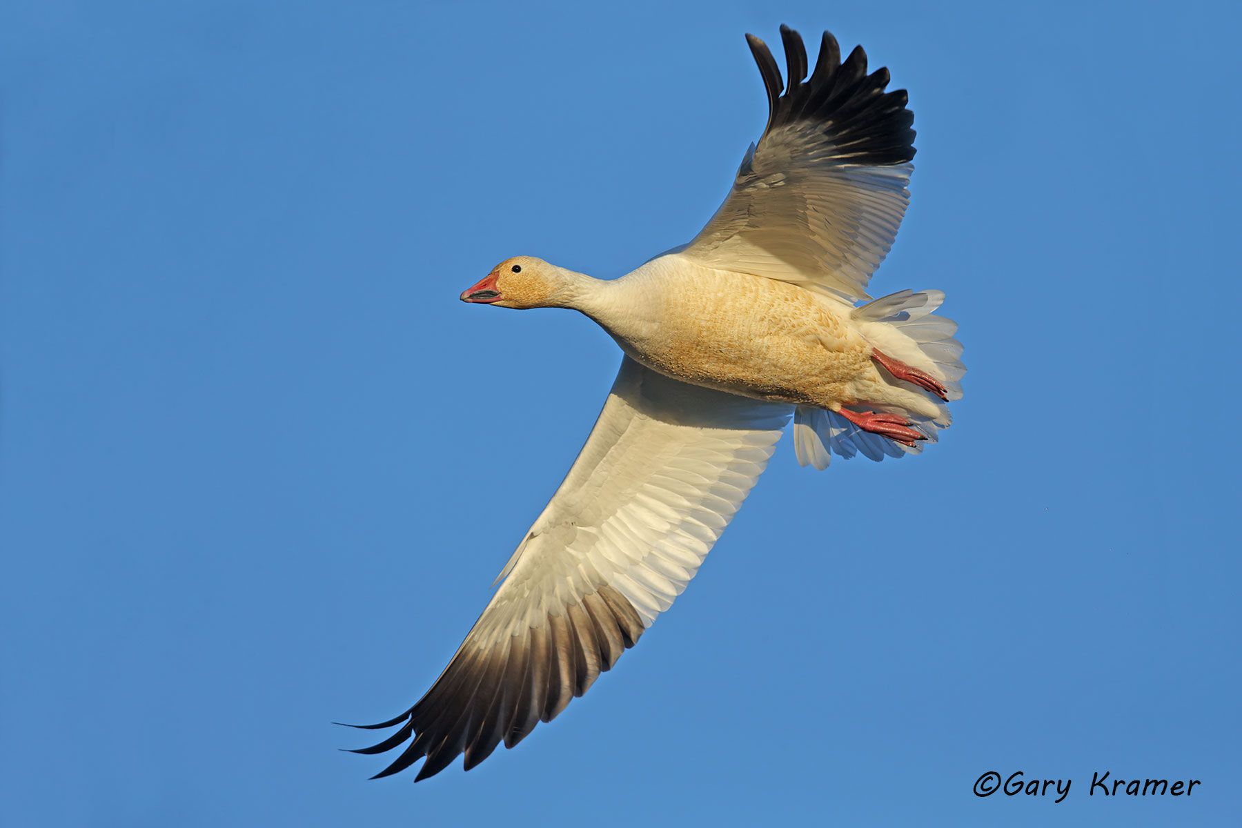 Lesser Snow Goose (Anser caerulescens) - NBWSg#2187d