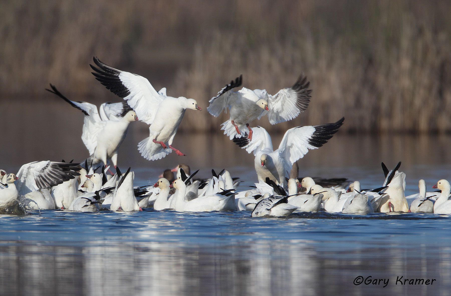 Ross's Goose (Anser rossii) - NBWRg#354d