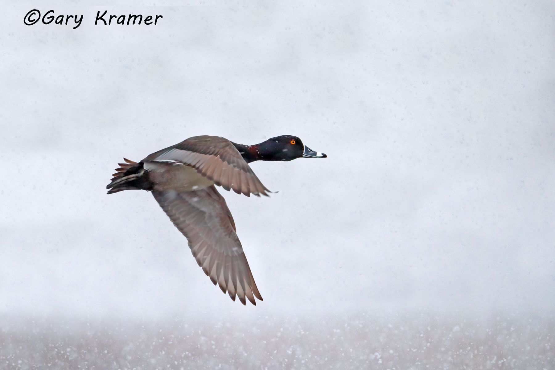 Ring-necked Duck (Aythya collaris) Ring-necked Duck (Aythya collaris) - NBWRn#761d(2)
