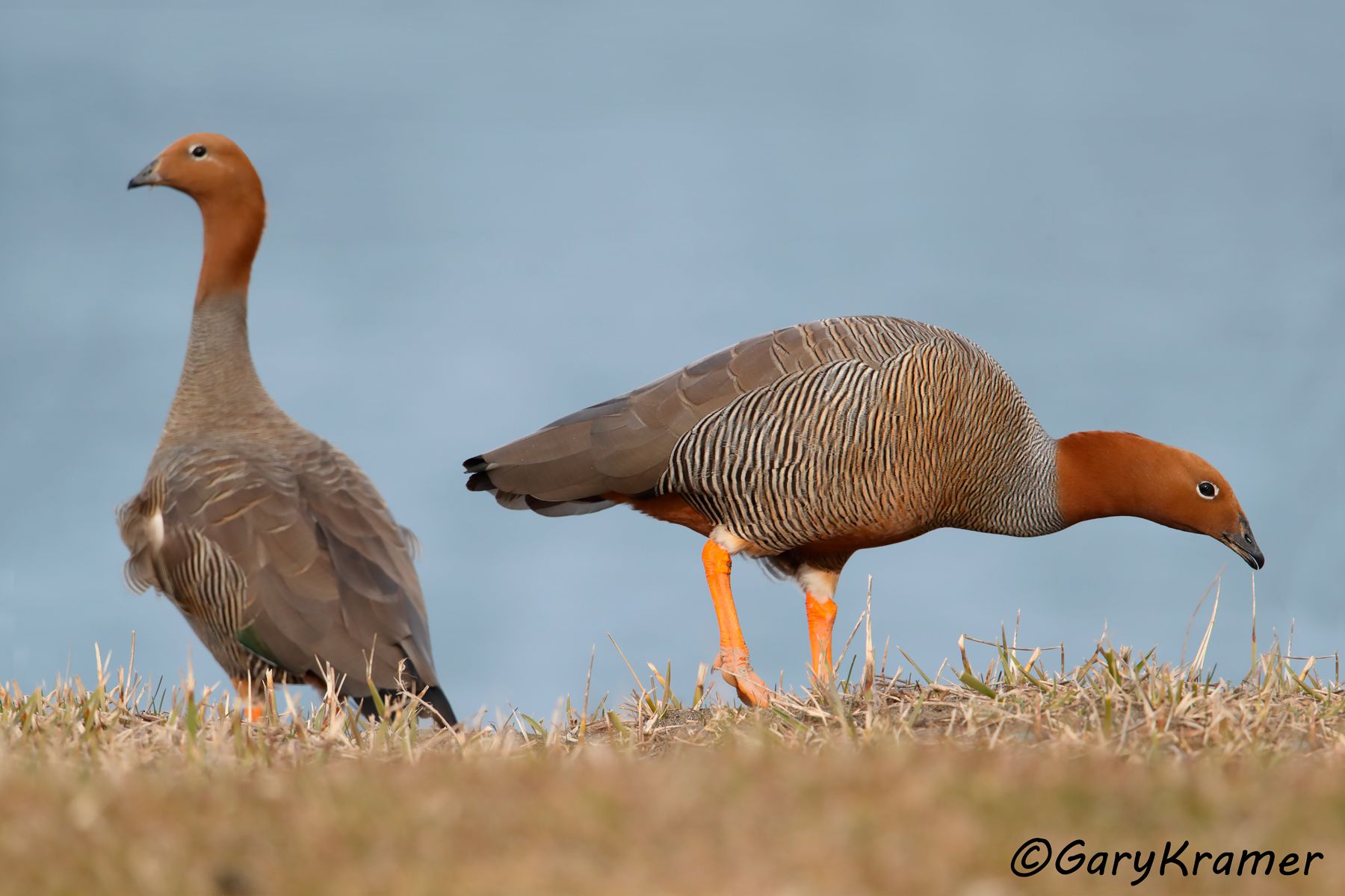 Ruddy-headed Goose (Chloephaga rubidiceps) - SBWGr#302d (Chile)