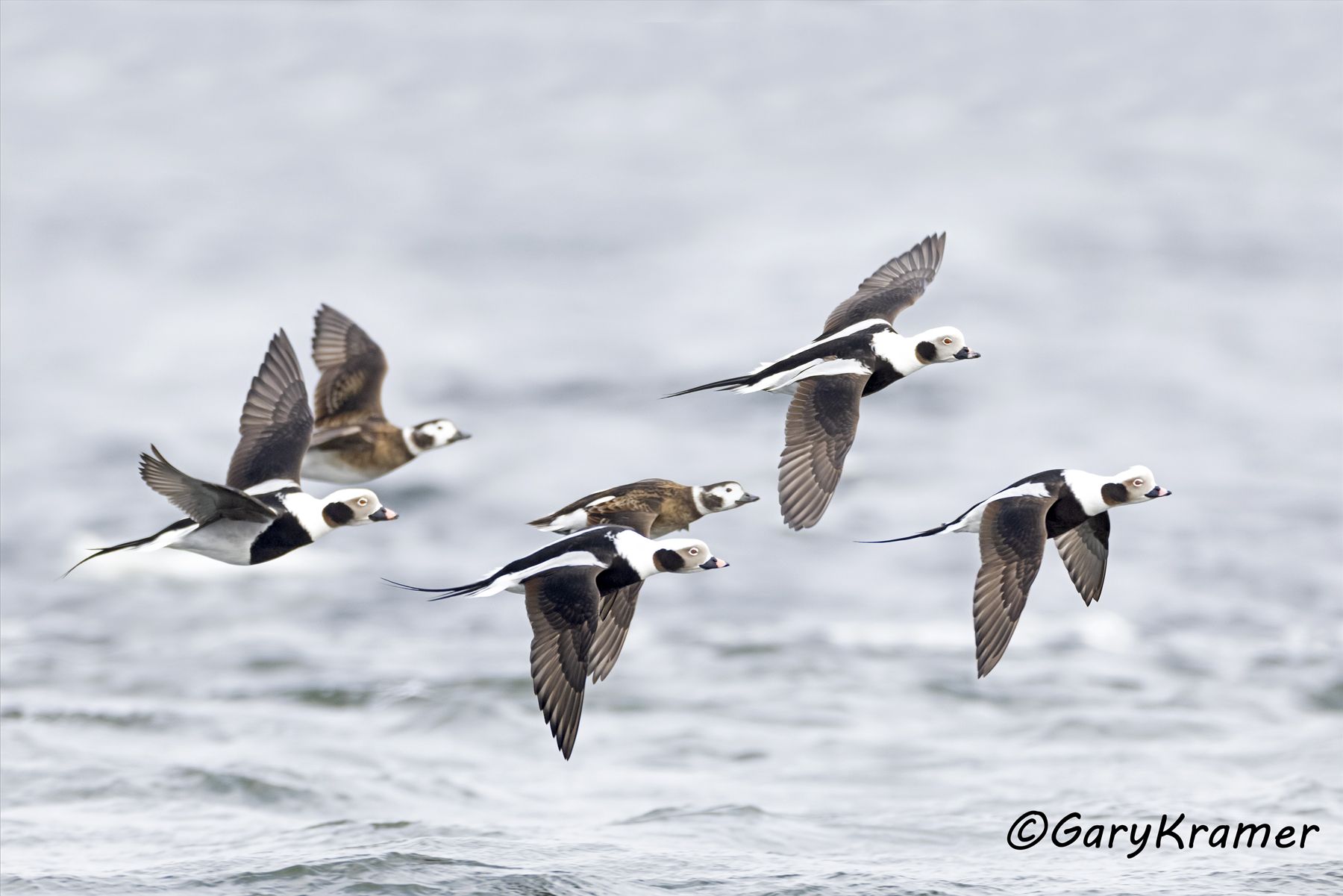 Long-tailed Duck (Clangula hyemalis) (winter) - NBWO#450d(2)