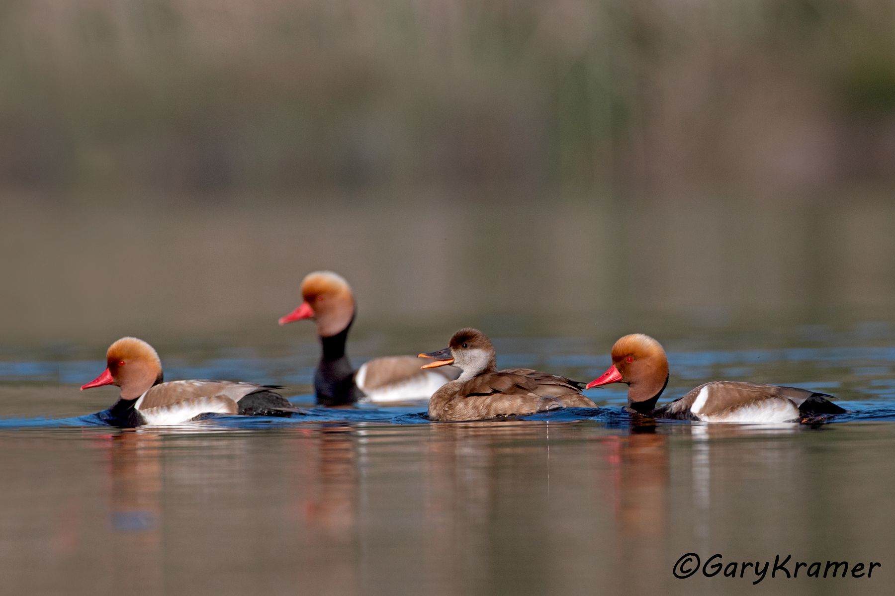 Red-crested Pochard (Netta rufina)  Red-crested Pochard (Netta rufina) - EBWPr#1455d