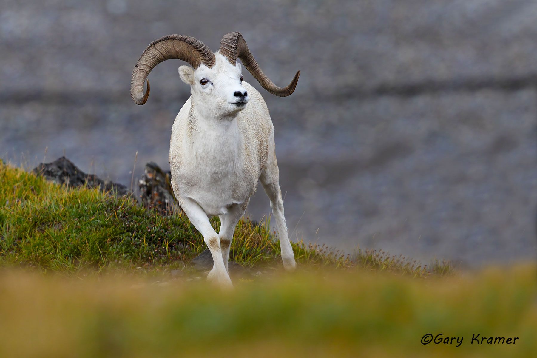 Dall Sheep (Ovis dalli dalli) by GaryKramer.net, 530-934-3873 , gkramer@cwo.com Dall Sheep (Ovis dalli dalli) - NMSD#507d