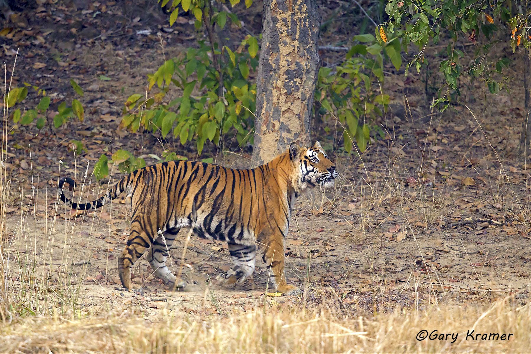 Tiger (Bengal) (Panthera tigrus tigrus) -  AMTb#189d
