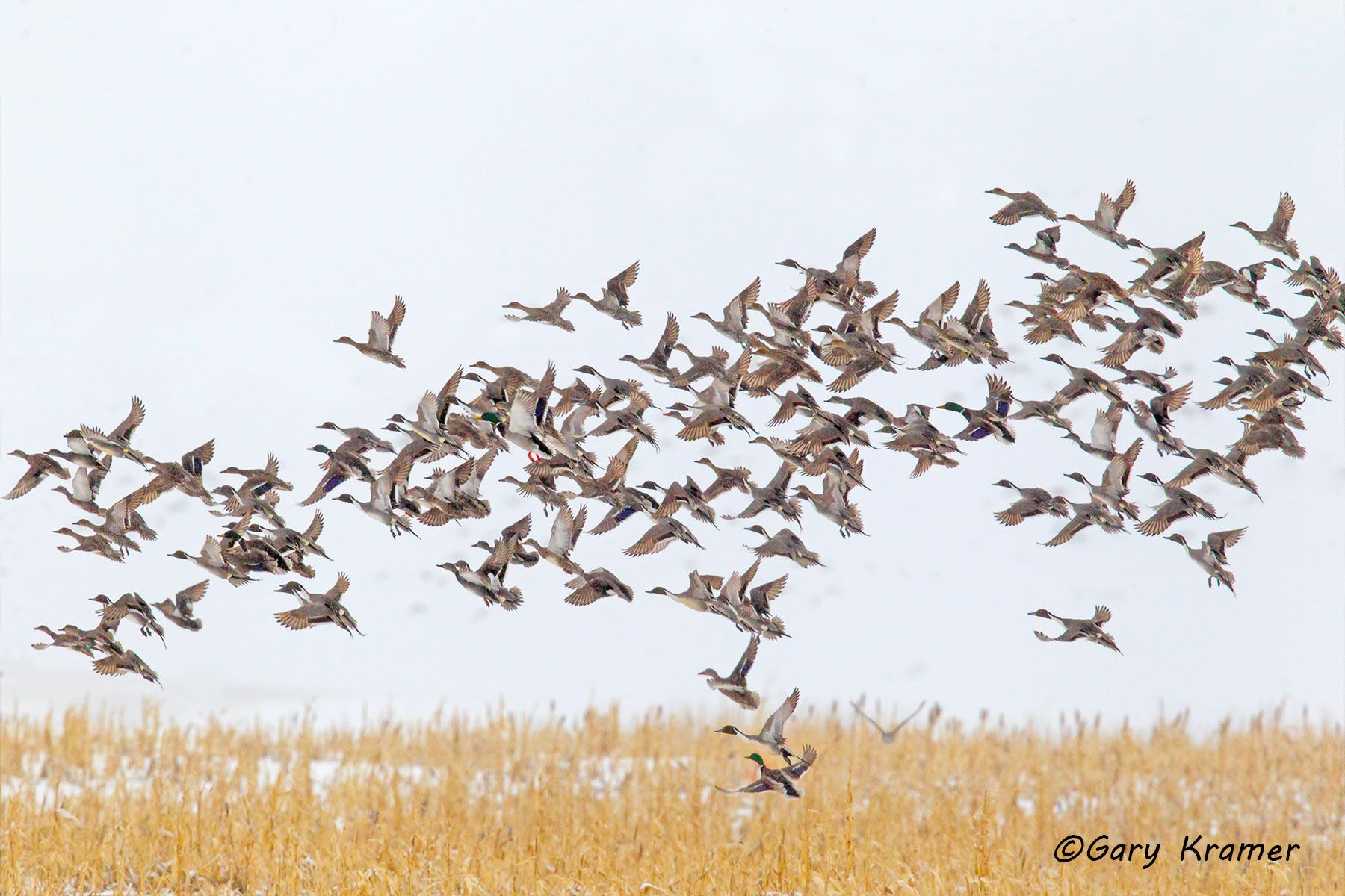 Northern Pintail/Mallard/American Wigeon/Gadwall Northern Pintail/Mallard/American Wigeon/Gadwall - NBWX#1237d