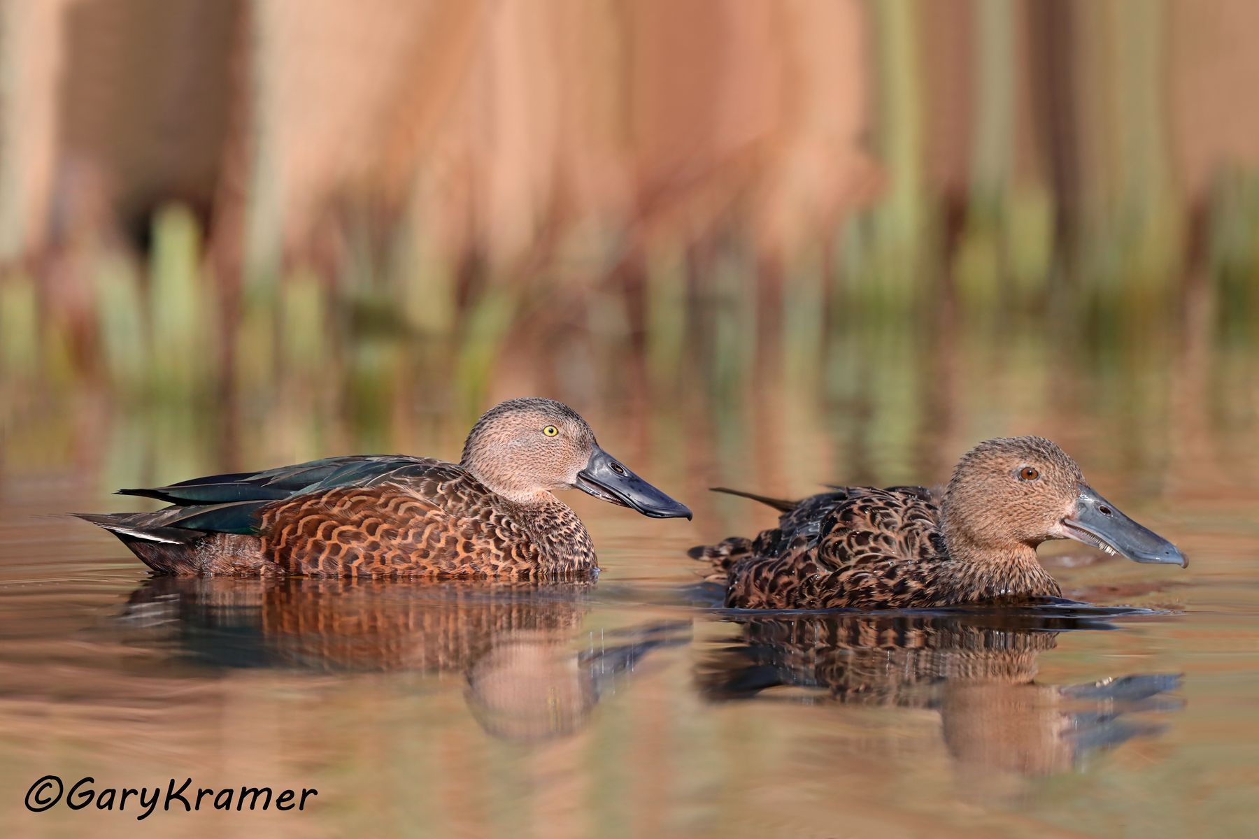 Cape Shoveler (Spatula smithii)  Cape Shoveler (Spatula smithii) - ABWScs#072d(2) (South Africa)