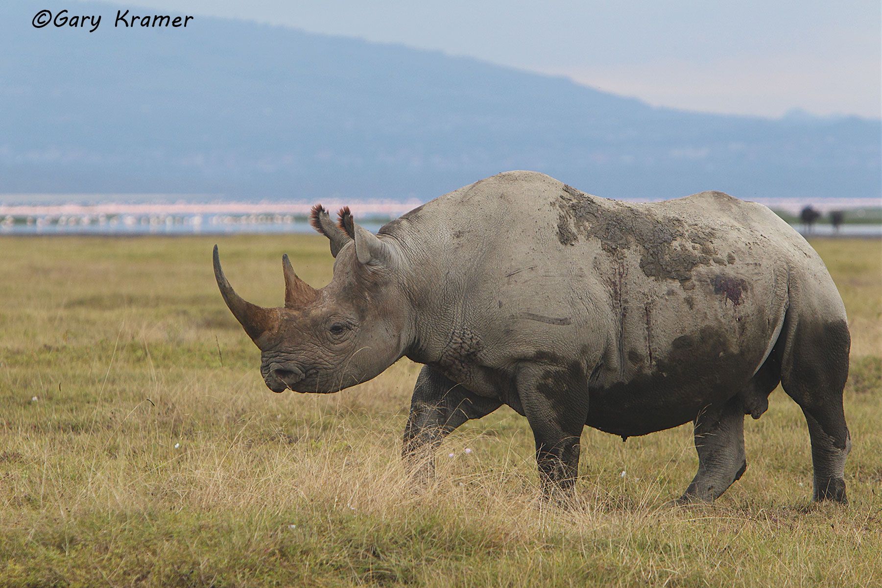 Black Rhinoceros (Diceros bicornis) Black Rhinoceros (Diceros bicornis) - AMRb#246d