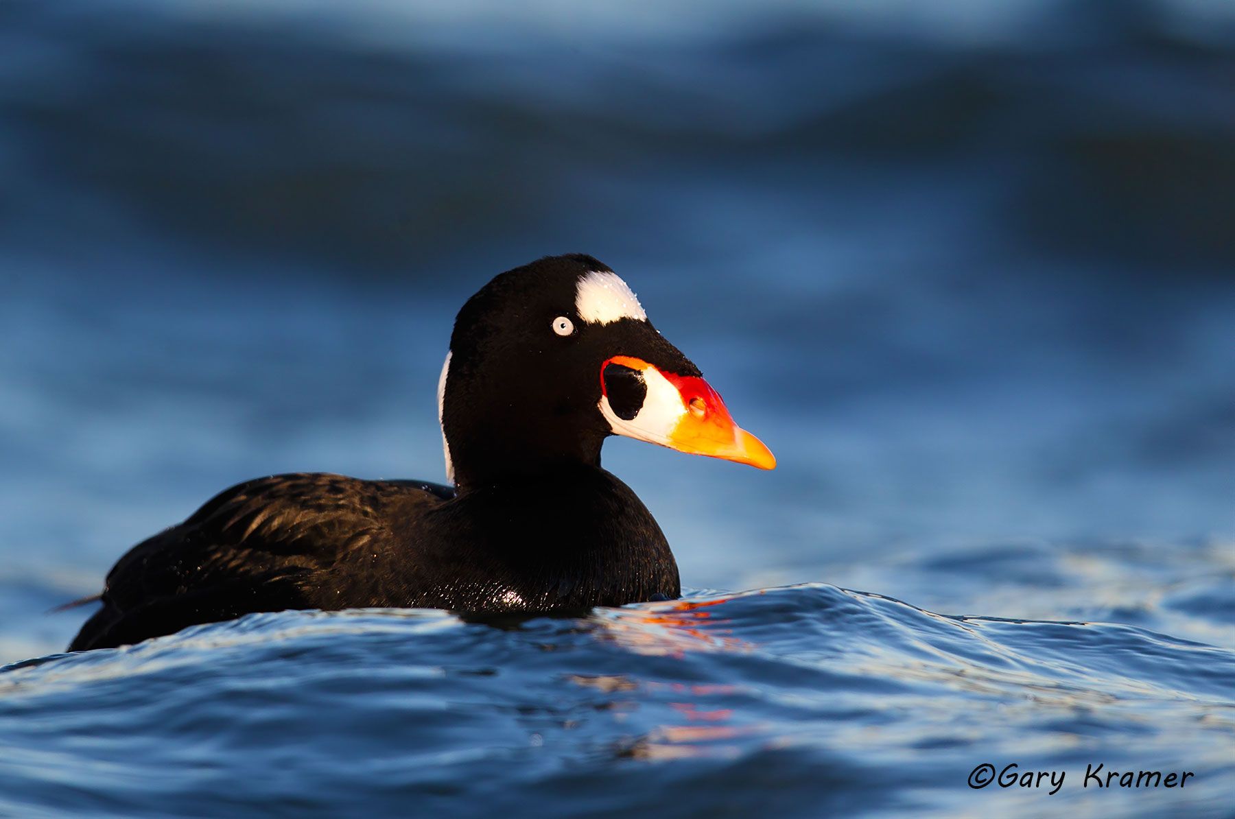 Surf Scoter (Melanitta perspicillata) - NBWSs#413d