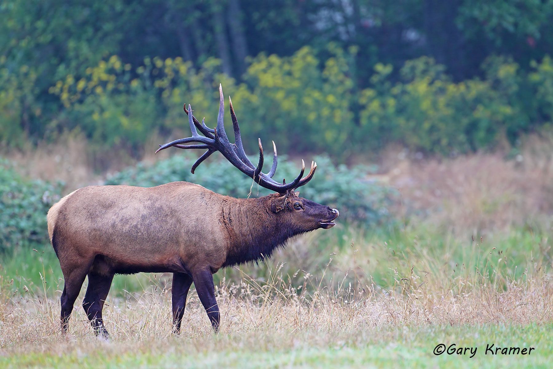 Roosevelt's Elk (Cervus elaphus roosevelti) - NMERo#307d