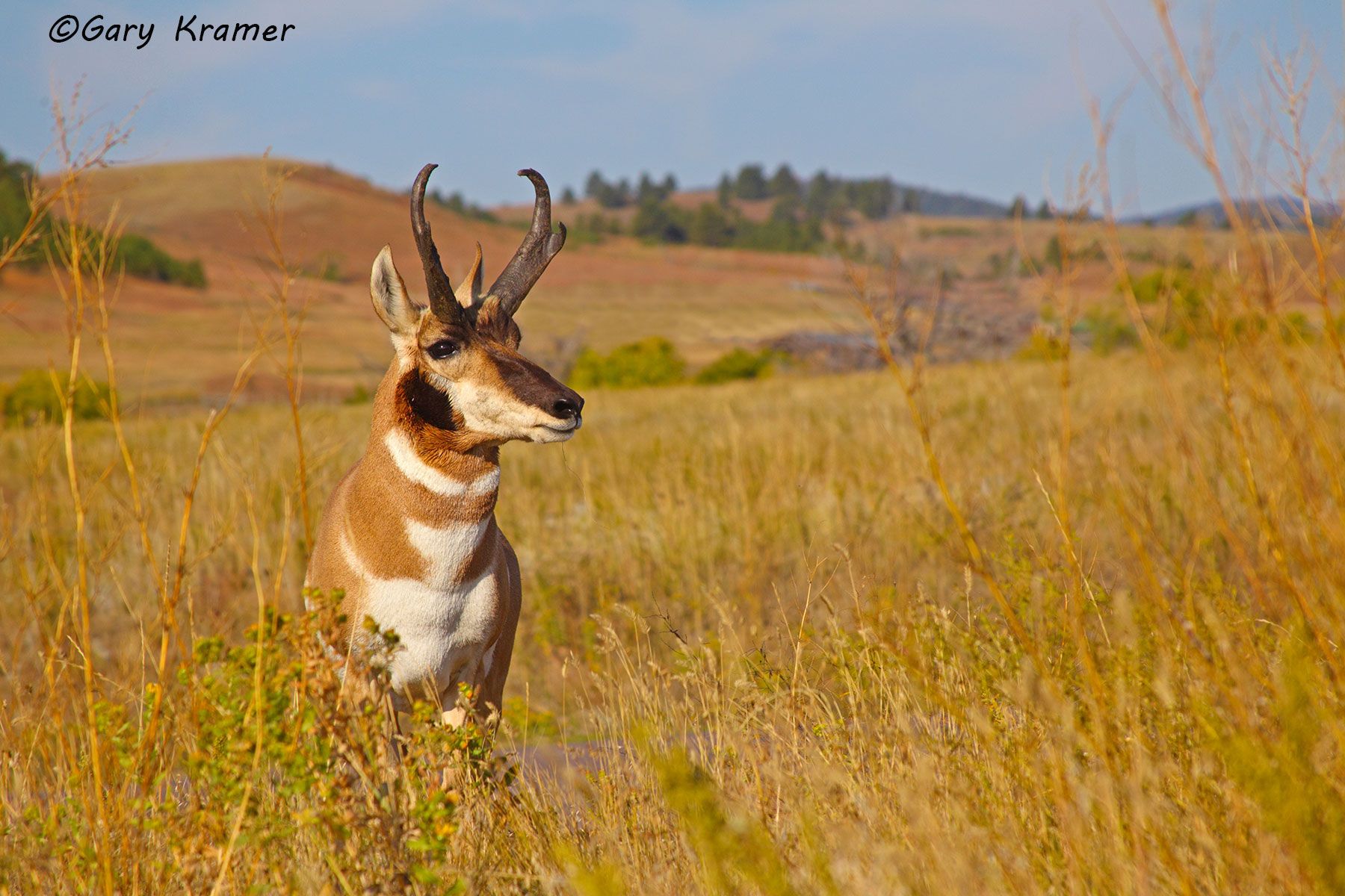 Pronghorn (Antilocapra americana) - NMP#522d