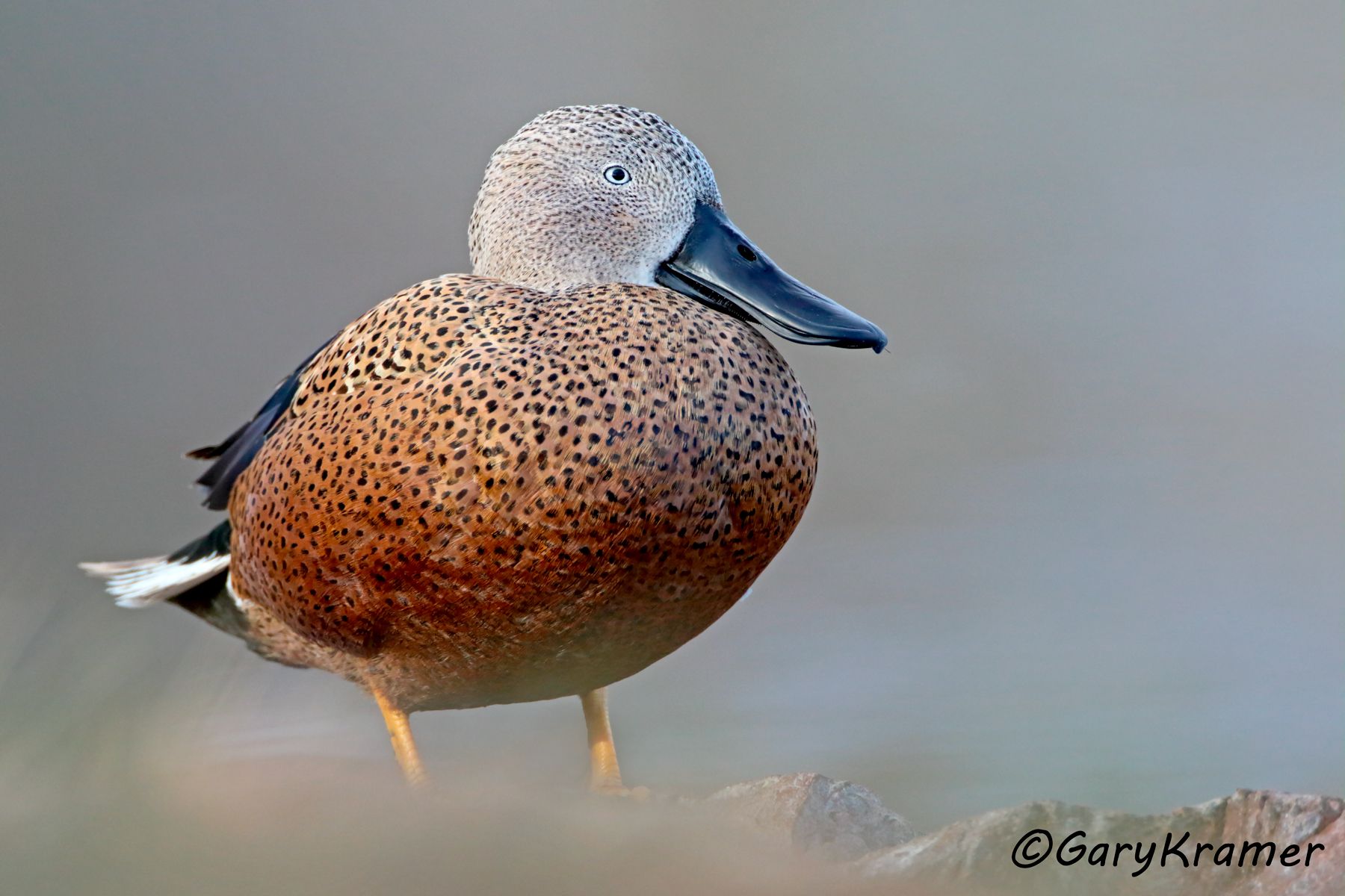 Red Shoveler (Spatula platalea) - SBWSr#145d (Argentina)