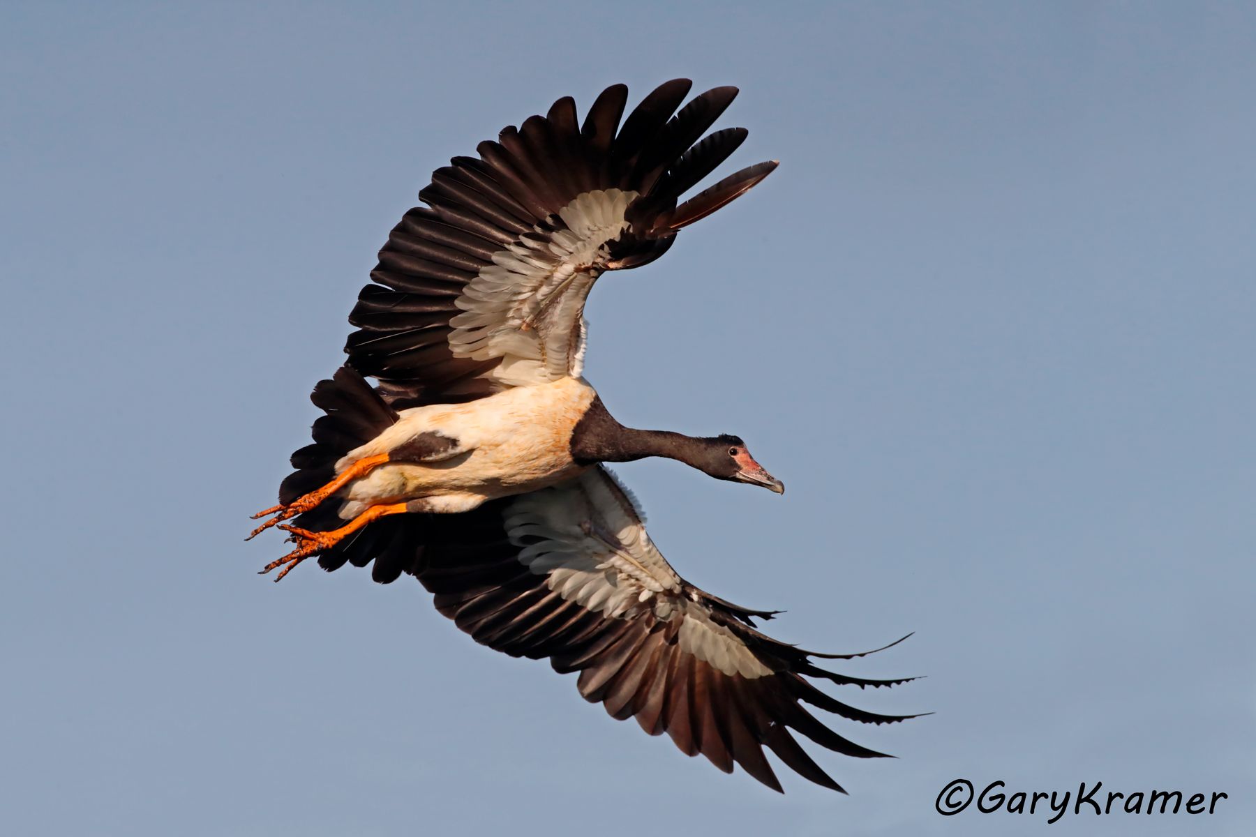 Magpie Goose (Anseranas semipalmata)  Magpie Goose (Anseranas semipalmata) - OBWGm#241d
