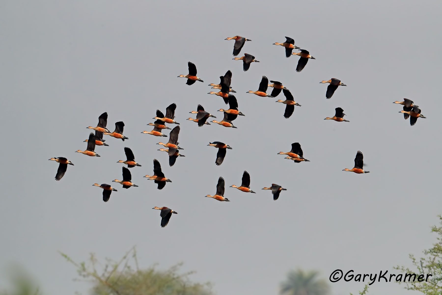 Lesser Whistling Duck (Dendrocygna avanica)  Lesser Whistling Duck (Dendrocygna avanica) - EBWWl#249d