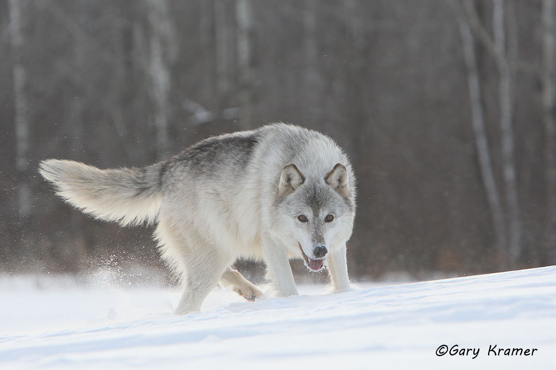 Gray Wolf (Canis lupus) - NMWg#1023d