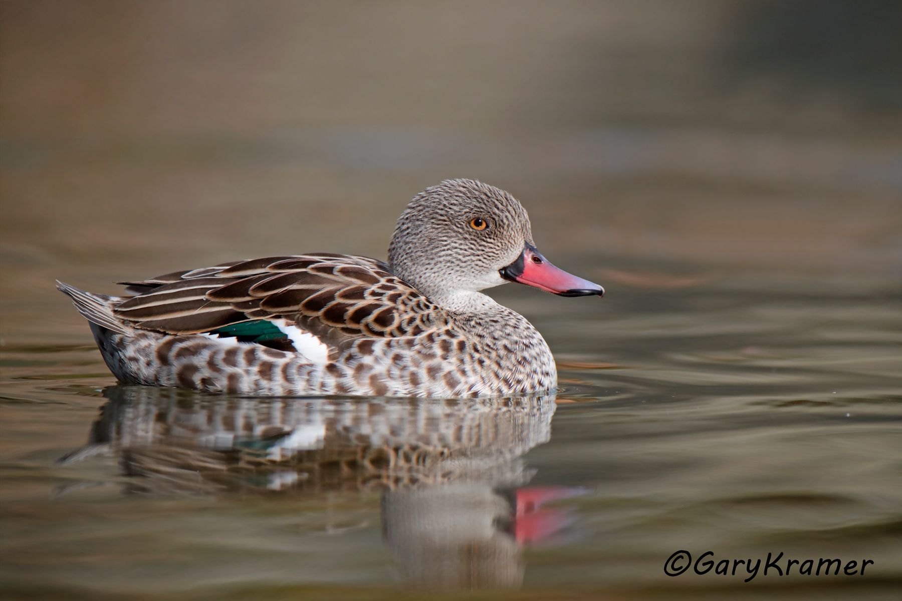 Cape Teal (Anas capensis)  Cape Teal (Anas capensis) - ABWCt#061d (South Afrcia)