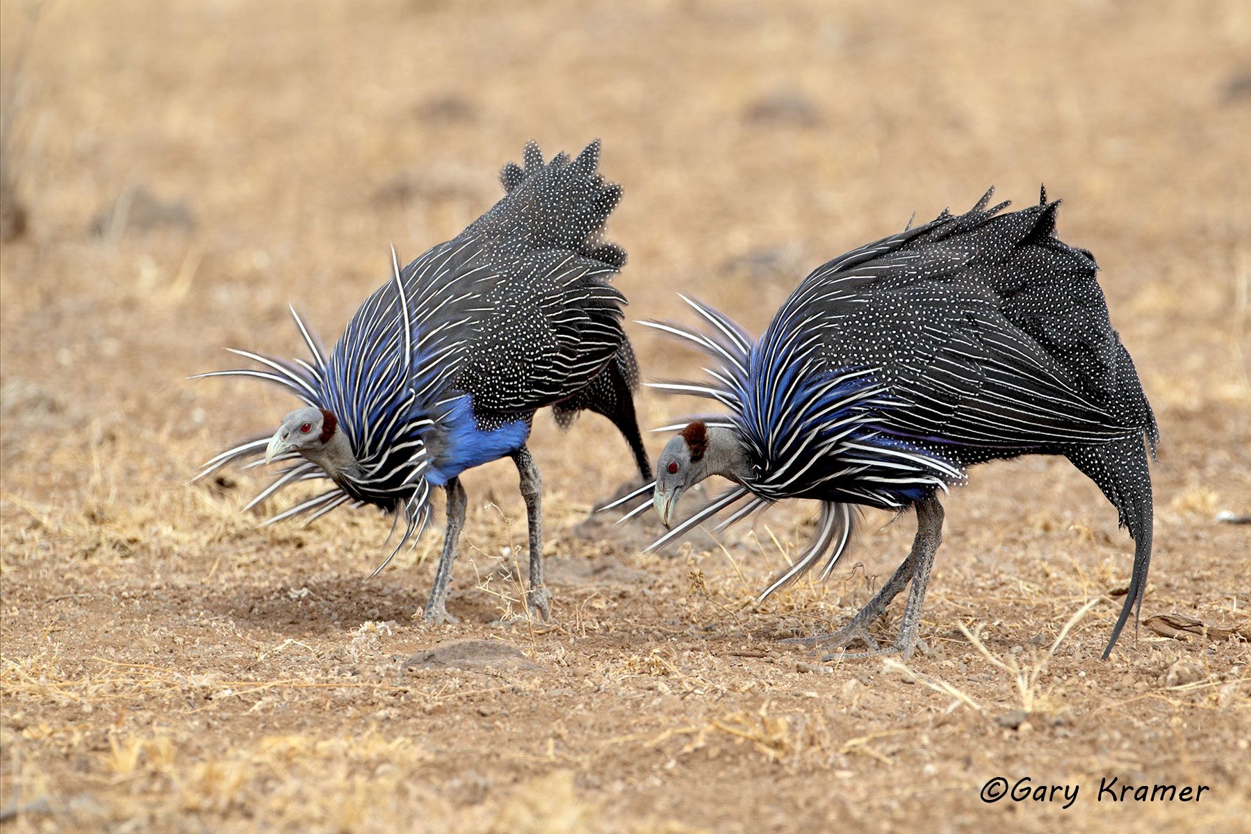 Vulturine Guineafowl (Acryllium vulturinum) Vulturine Guineafowl (Acryllium vulturinum) - ABGv#027d