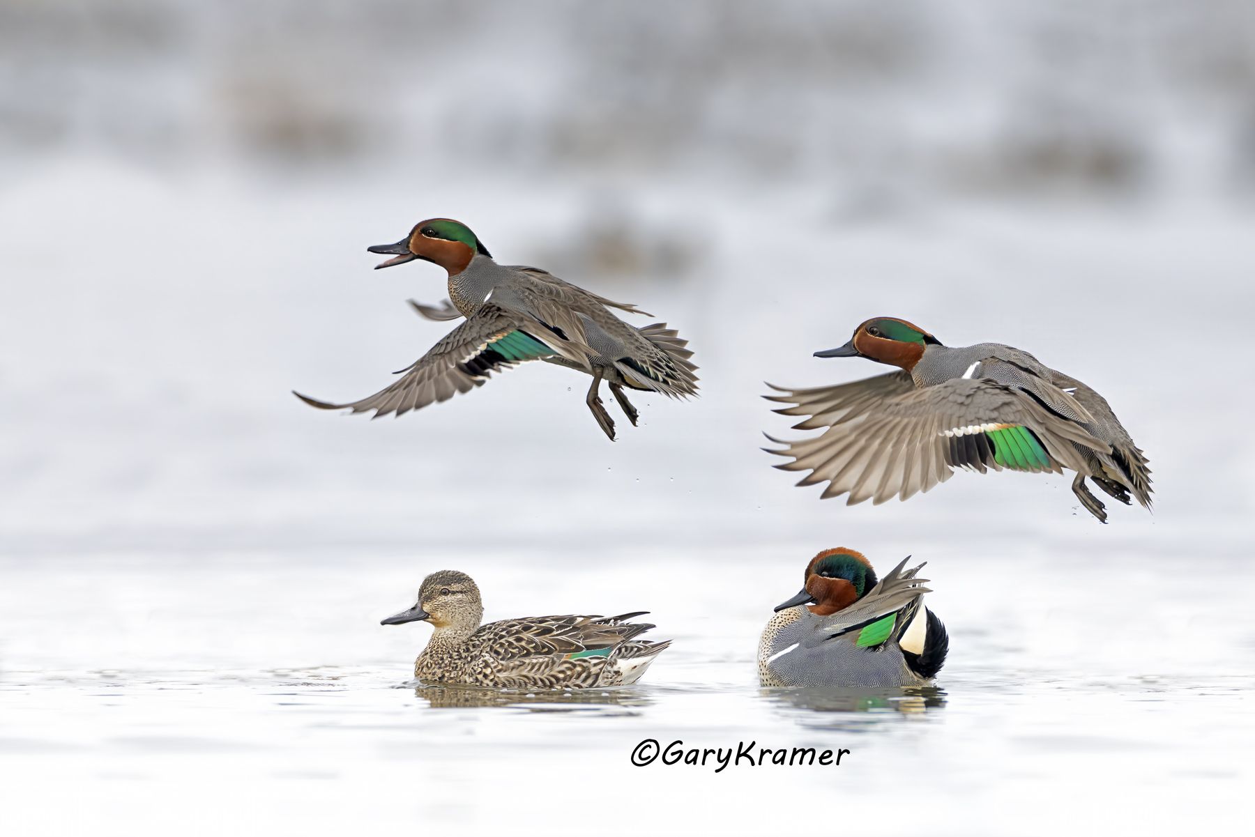 Green-winged Teal (Anas crecca) - NBWTg#2748d(3)