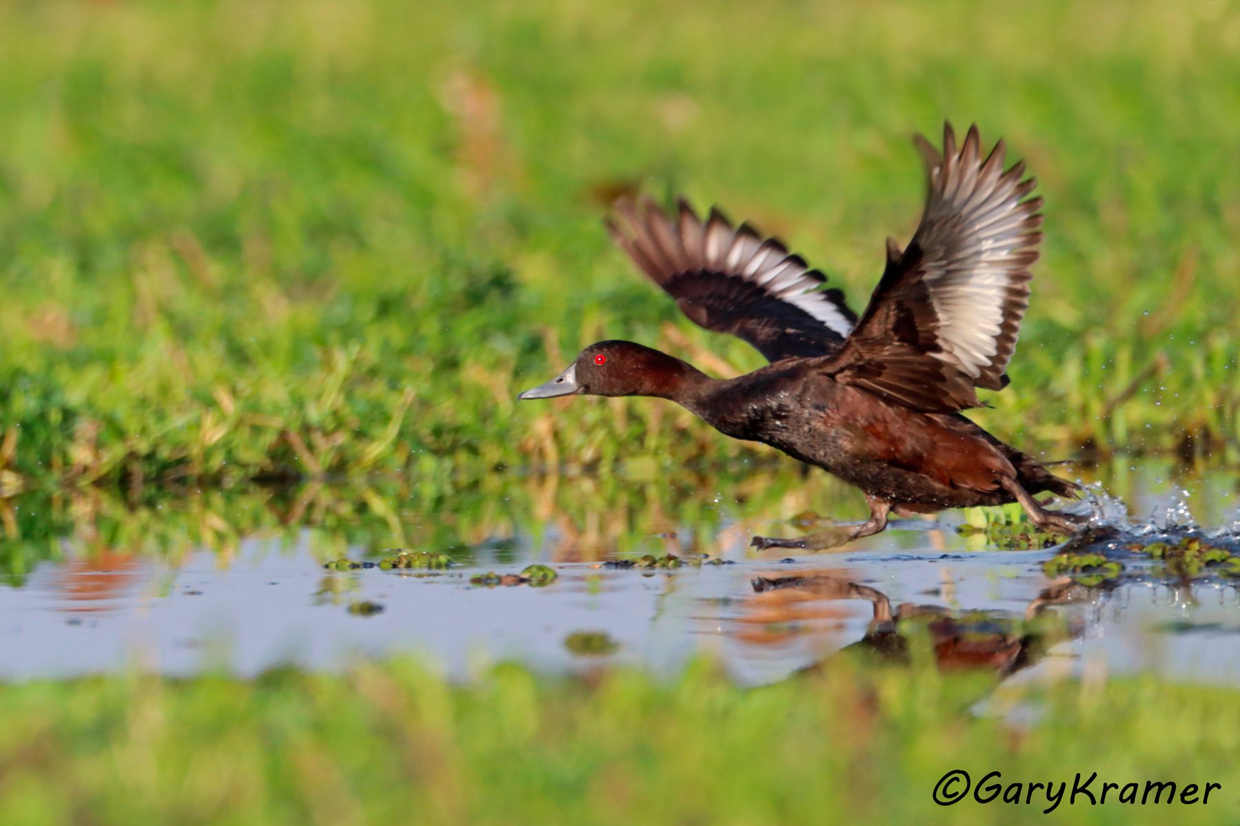 Southern Pochard (Netta erythrophthalma) - EBWPs#159d