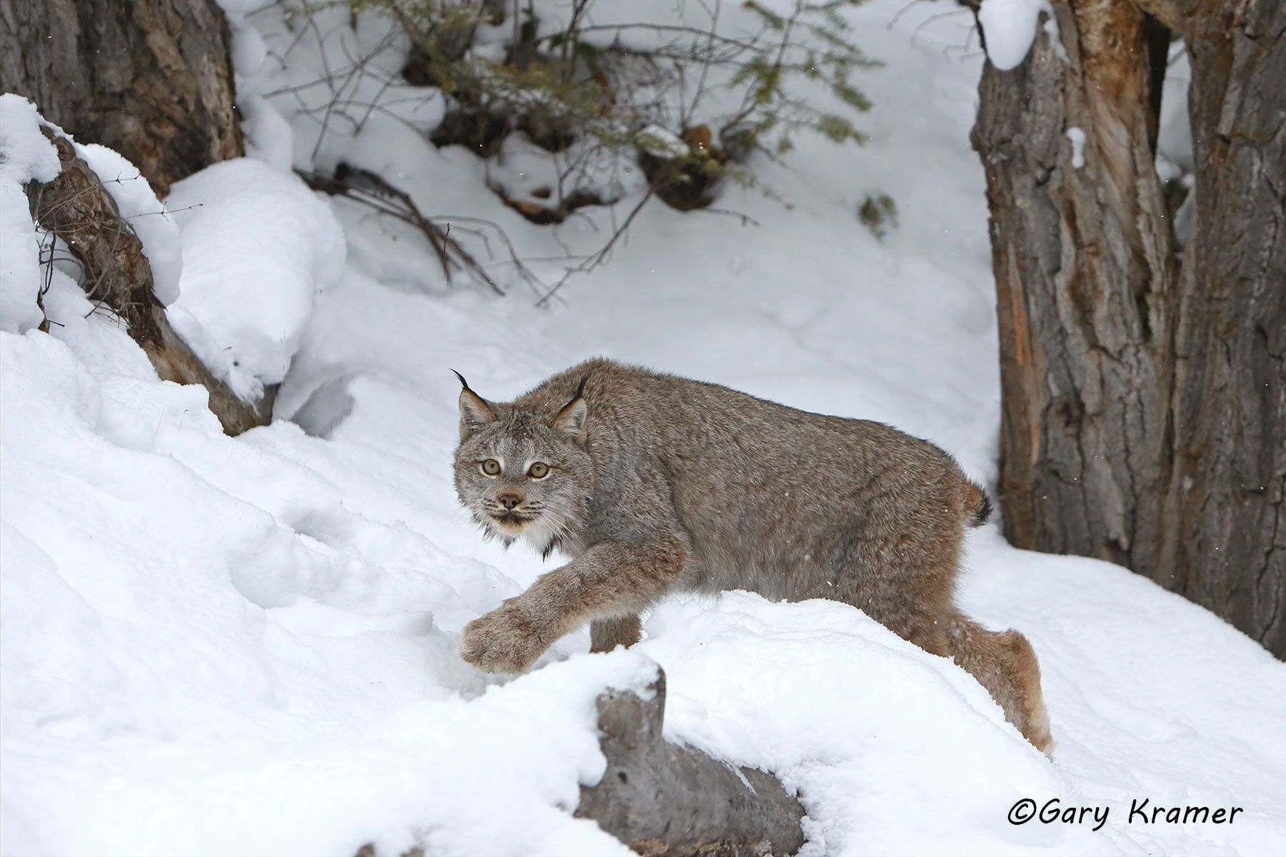 Lynx (Lynx canadensis) by GaryKramer.net, 530-934-3873, gkramer@cwo.com Lynx (Lynx canadensis) - NMCL#519d