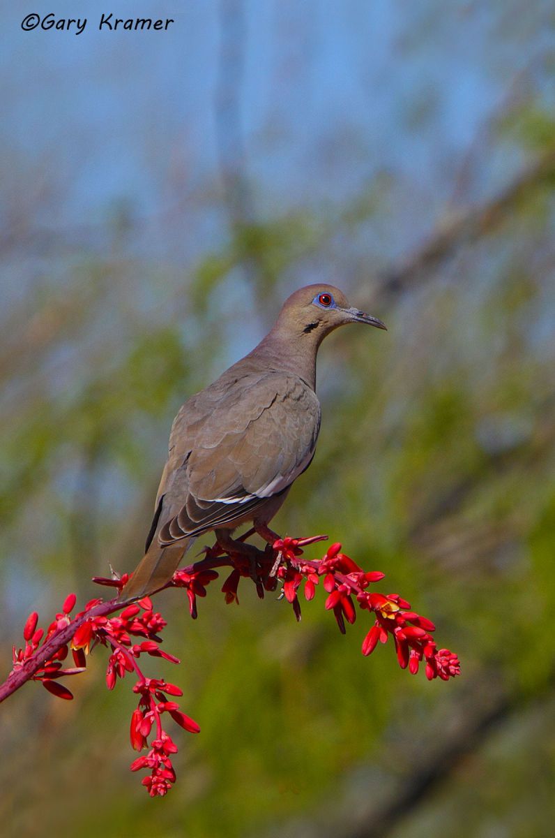 White-winged Dove (Zenaida asiatica) - NBDWw#233d(2)