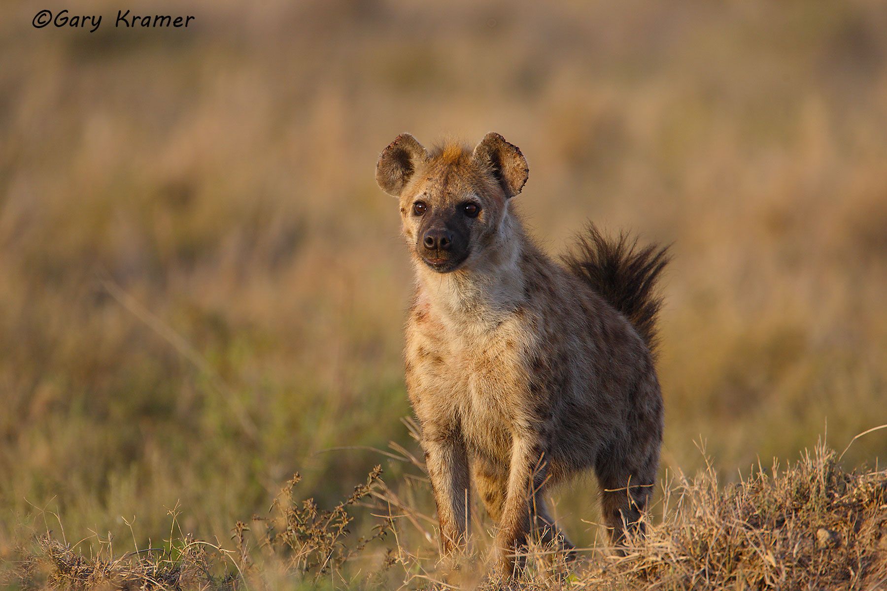 Spotted Hyaena (Crocuta crocuta) Spotted Hyaena (Crocuta crocuta) - AMPH#070d