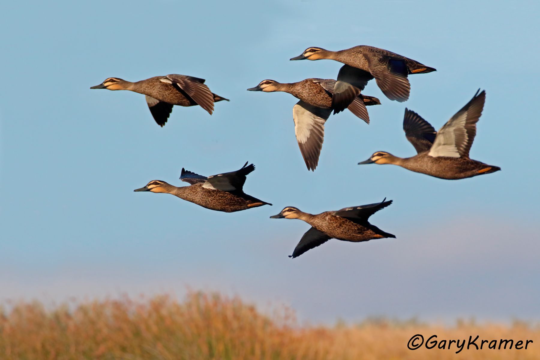 Pacific Black Duck (Anas superciliosa)  Pacific Black Duck (Anas superciliosa) - OBWB#215d
