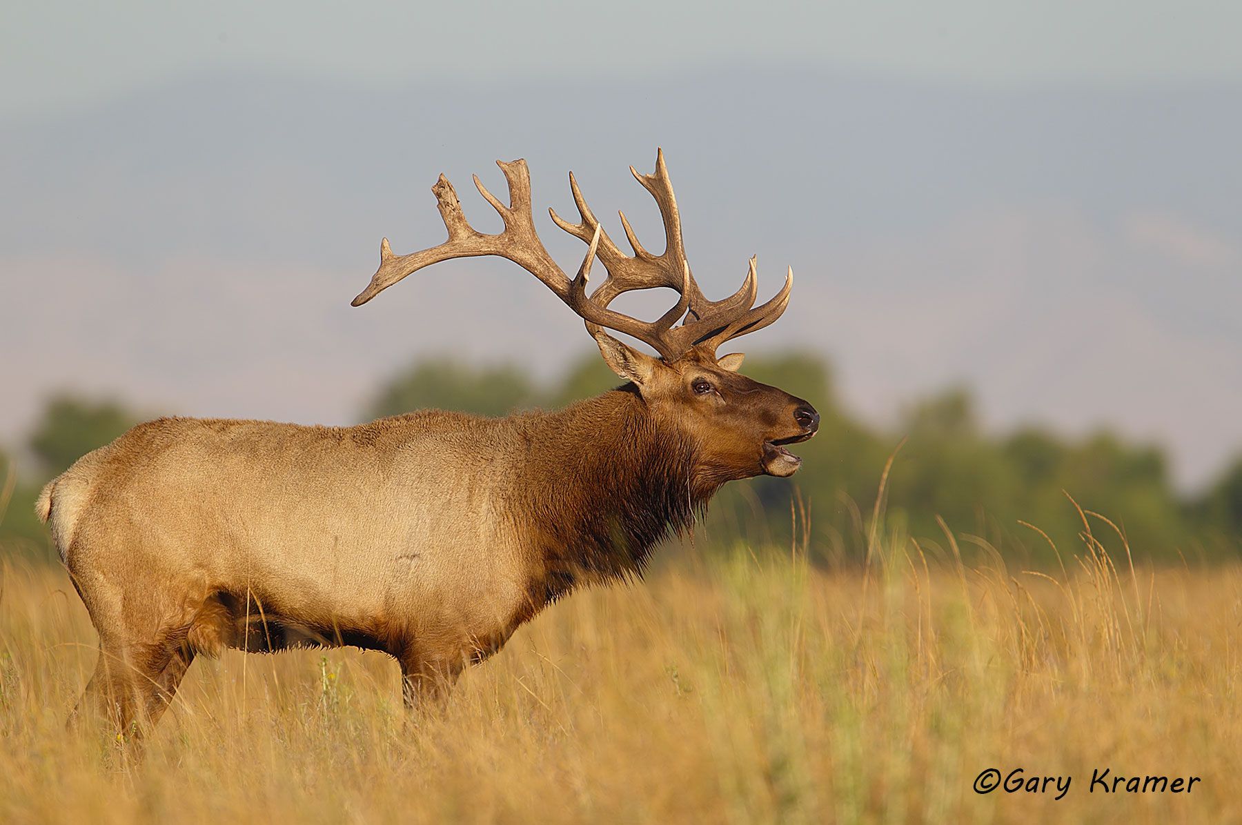 Tule Elk (Cervus elaphus nannodes) - NMET#950d