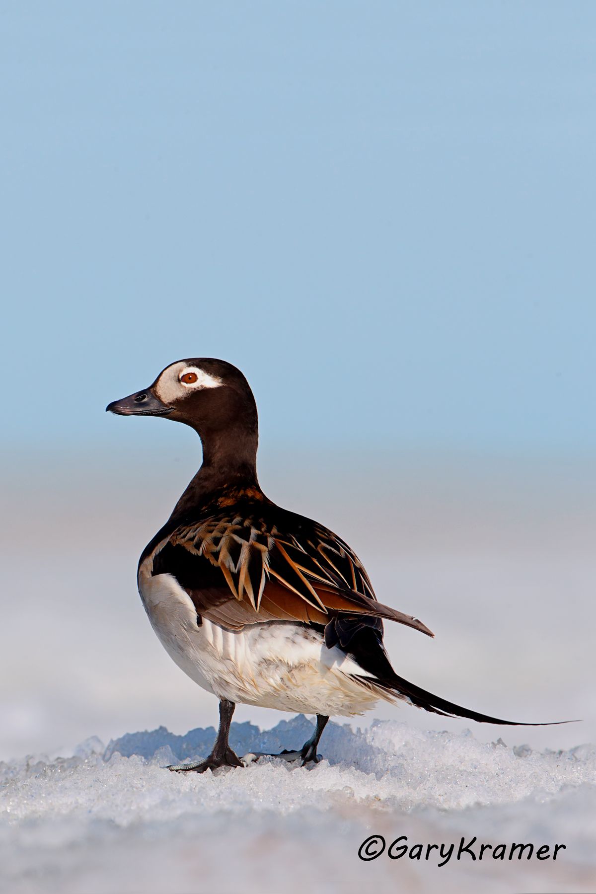 Long-tailed Duck (summer) (Clangula hyemalis) Long-tailed Duck (summer) (Clangula hyemalis) - NBWOs#256d(2)