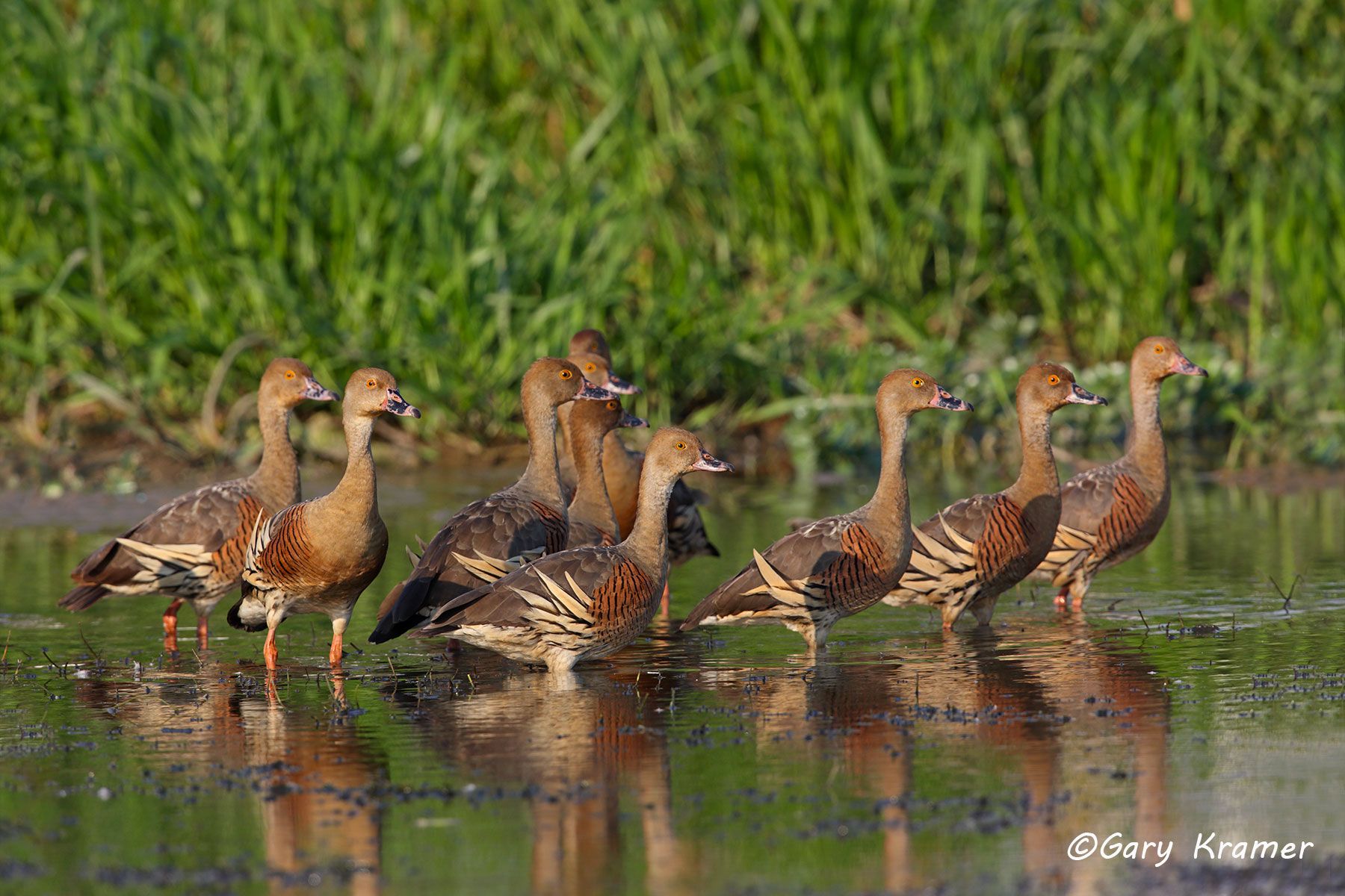 Plumed Whistling Duck (Dendrocygna eytoni) Plumed Whistling Duck (Dendrocygna eytoni) Australia - OBWWp#160d