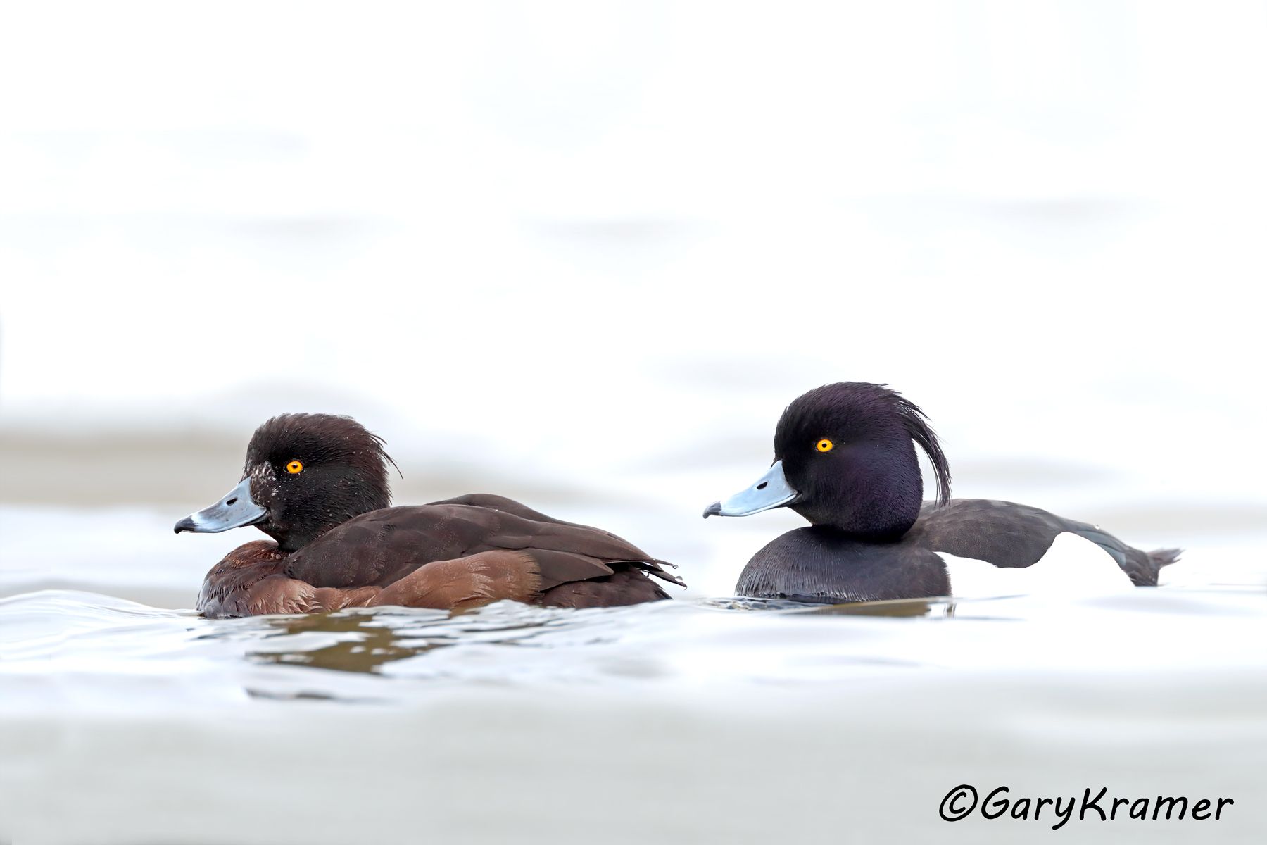 Tufted Duck (Aythya fuligula)  Tufted Duck (Aythya fuligula) - EBWT#213d(2)