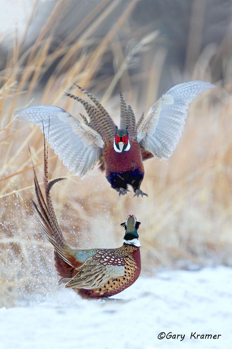 Ring-necked Pheasant (Phasianus colchicus) by GaryKramer.net, 530-934-3873, gkramer@cwo.com - Published: Pheasants Forever Spring 2013; American Sportsman Calendar, Desk Calendar 2015; ASC Hunting Dogs 7 Upland Birds Calendar 2015 Ring-necked Pheasant (Phasianus colchicus) - NBGP#1363d(4)