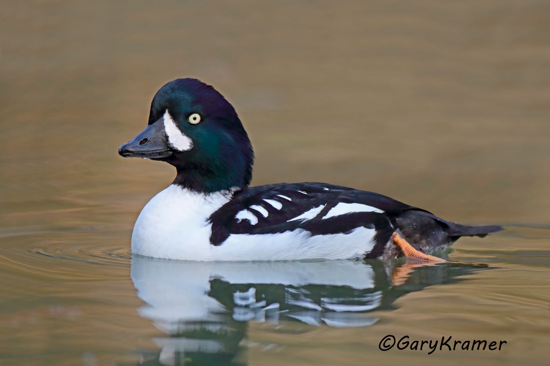 Barrow's Goldeneye (Bucephala islandica)  Barrow's Goldeneye (Bucephala islandica) - NBWGb#226d