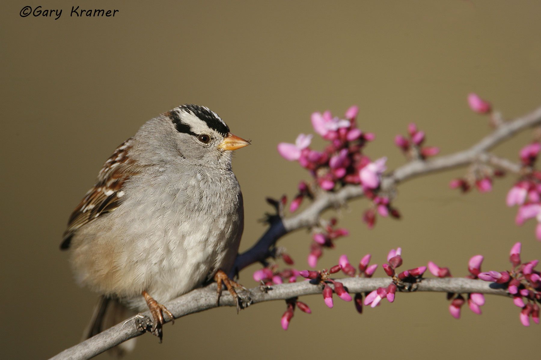 White-crowned Sparrow (Zonotrichia leucophrys) White-crowned Sparrow (Zonotrichia leucophrys) - NBTSw#272d