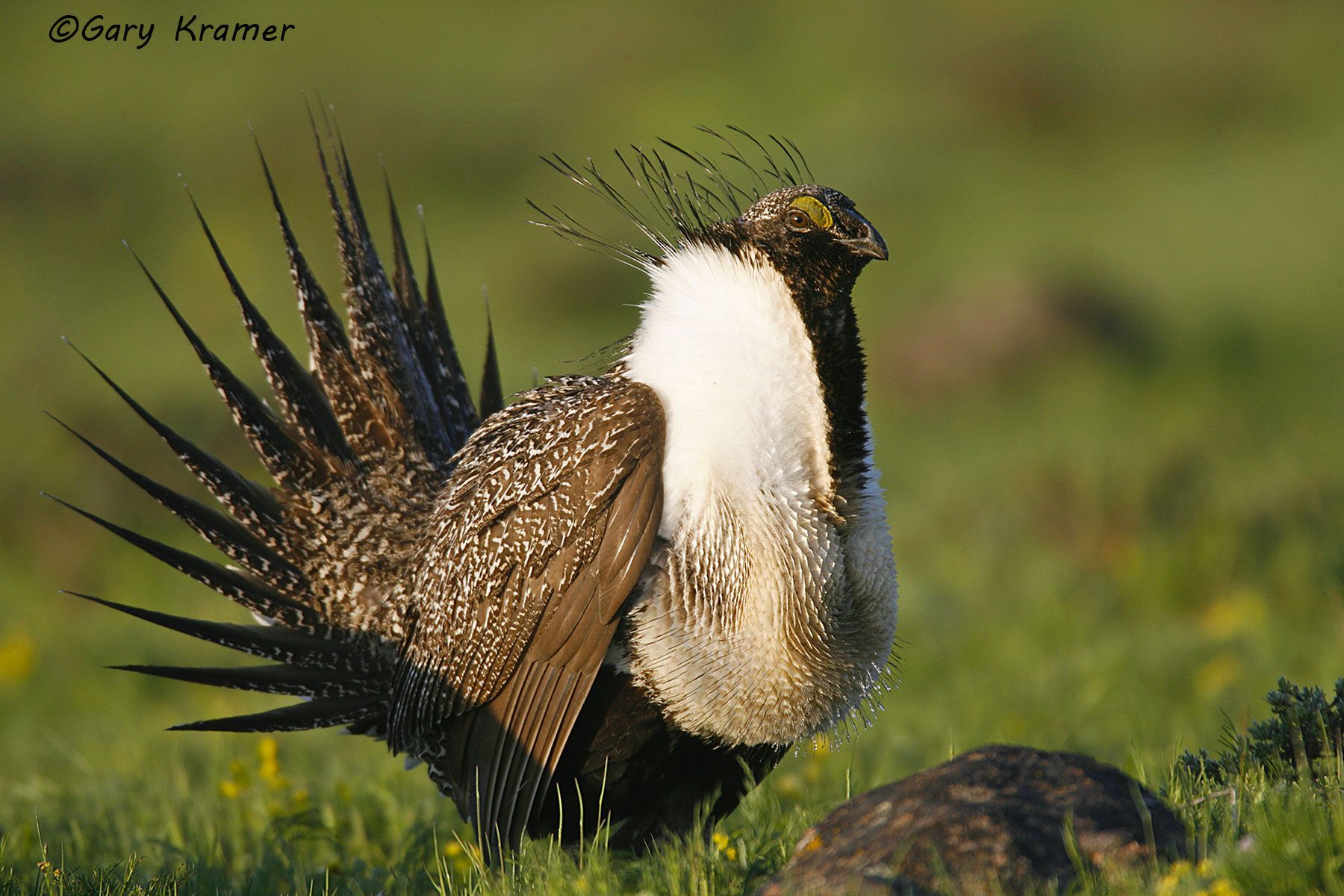 Greater Sage Grouse (Centrocercus urophasianus) Greater Sage Grouse (Centrocercus urophasianus) - NBGGs#562d