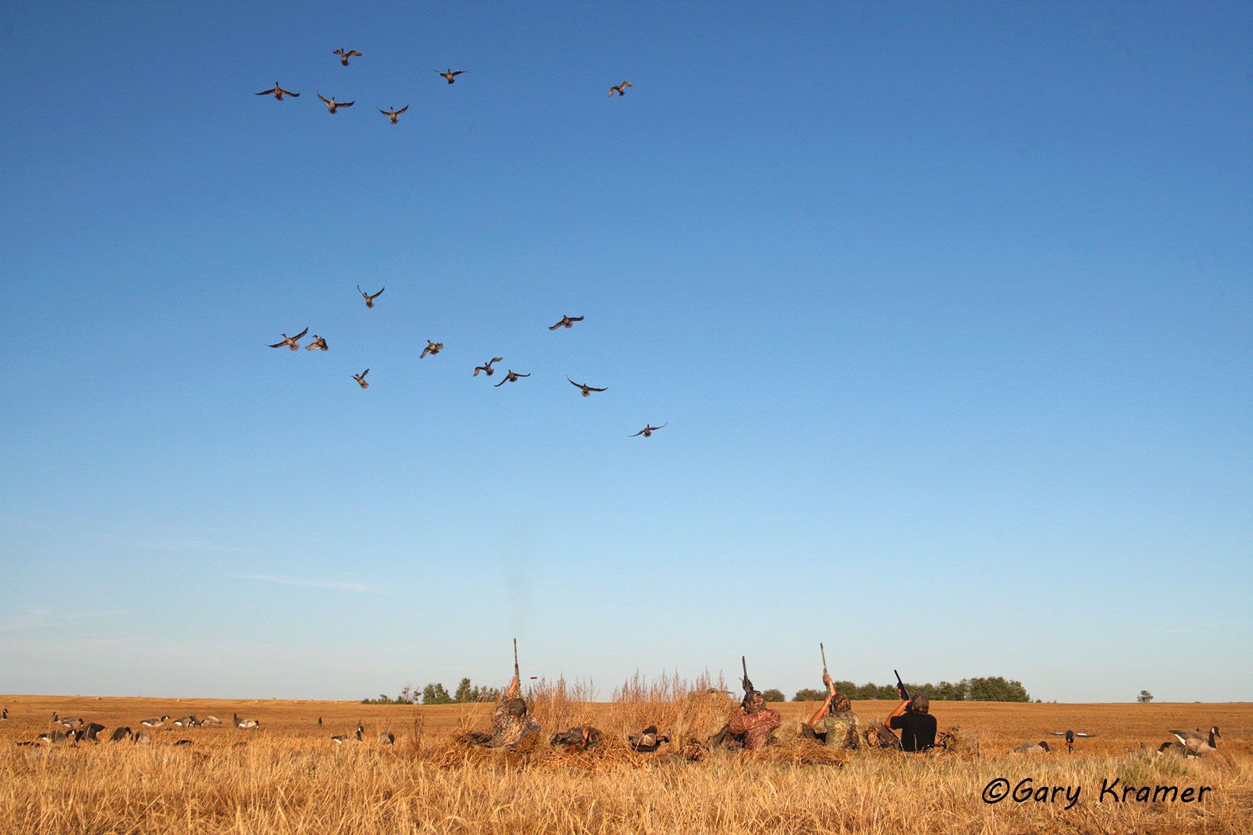 Hunter(s) shooting at ducks over decoys (field set) - NHDaf#110d