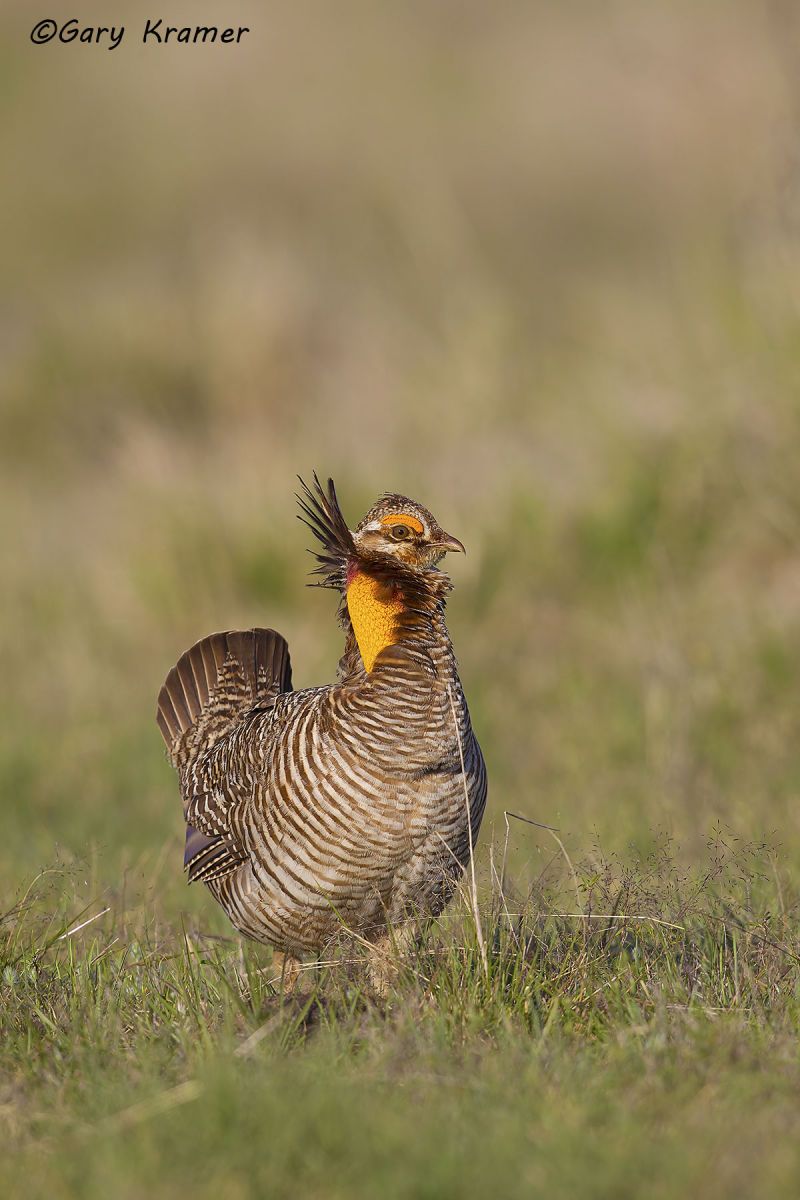 Attwater's Prairie Chicken (Tympanuchus cupido attwateri) - NBGCa#563d