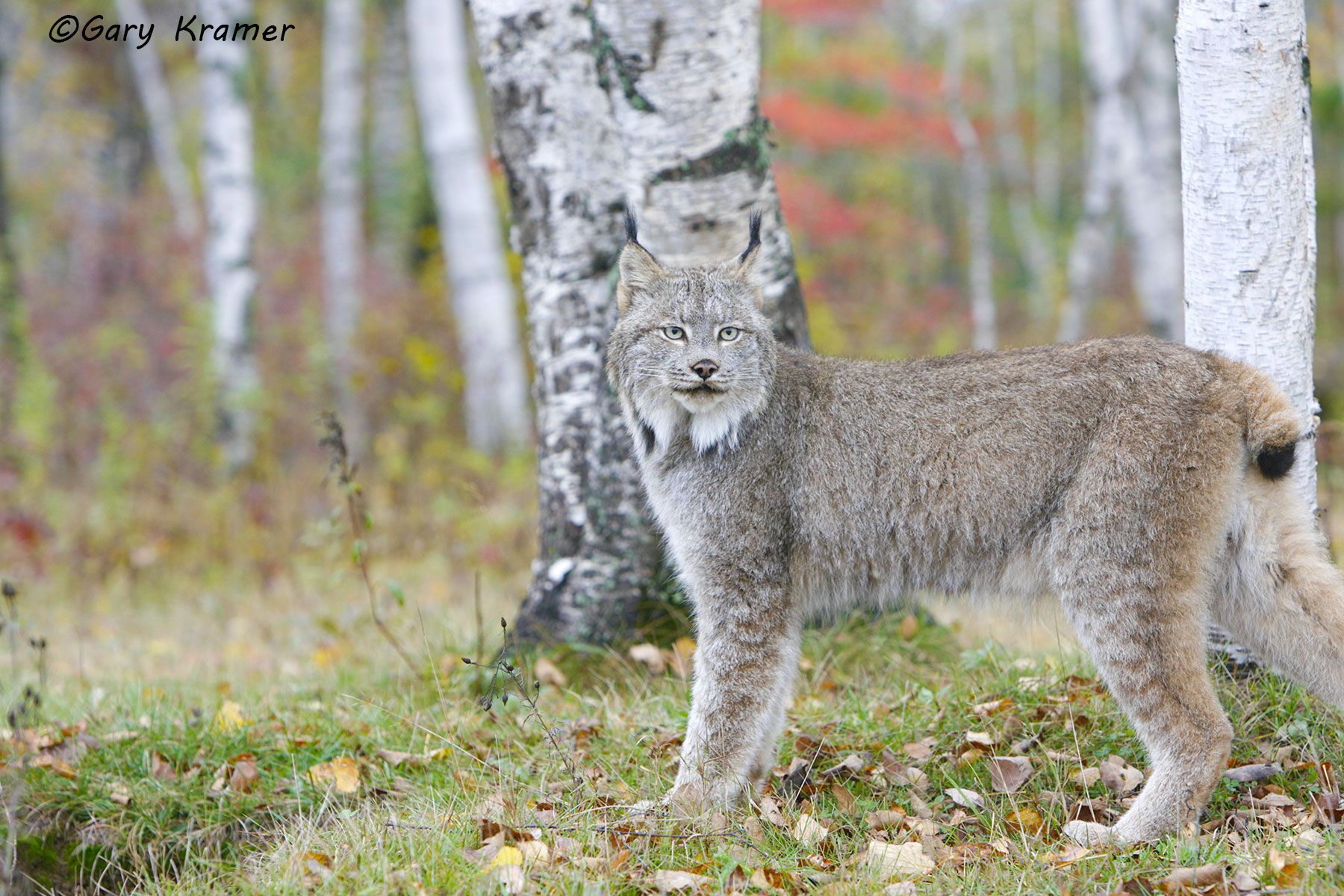 Lynx (Lynx canadensis) by GaryKramer.net, 530-934-3873, gkramer@cwo.com Lynx (Lynx canadensis) - NMCL#214d