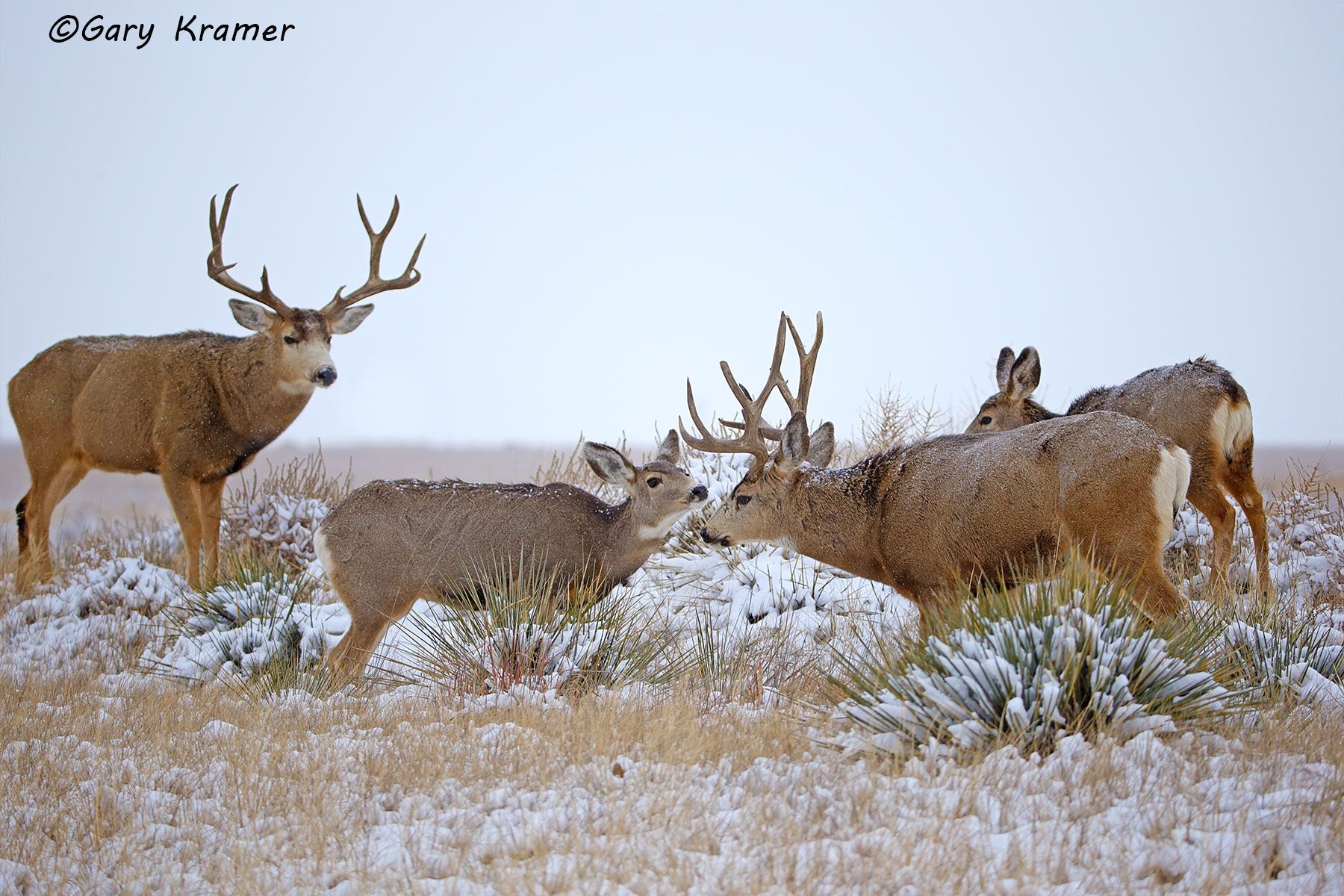 Mule Deer (Odocoileus hemionus hemionus) by GaryKramer.net, 530-934-3873, gkramer@cwo.com Mule Deer (Odocoileus hemionus hemionus) - NMDM#1905d