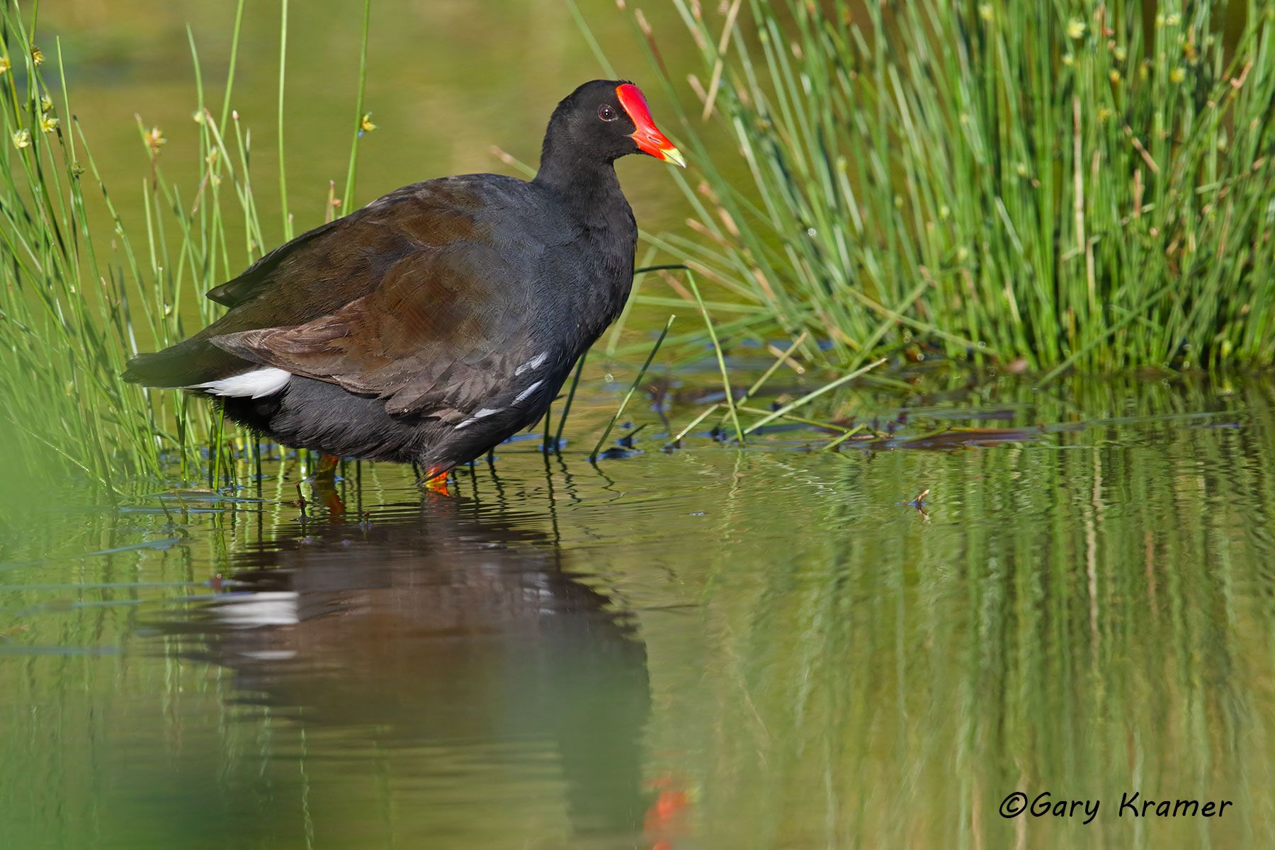 Hawaiian Moorhen ( Gallinula chloropus sandvicensis) Hawaiian Moorhen ( Gallinula chloropus sandvicensis) - NBMh#072d